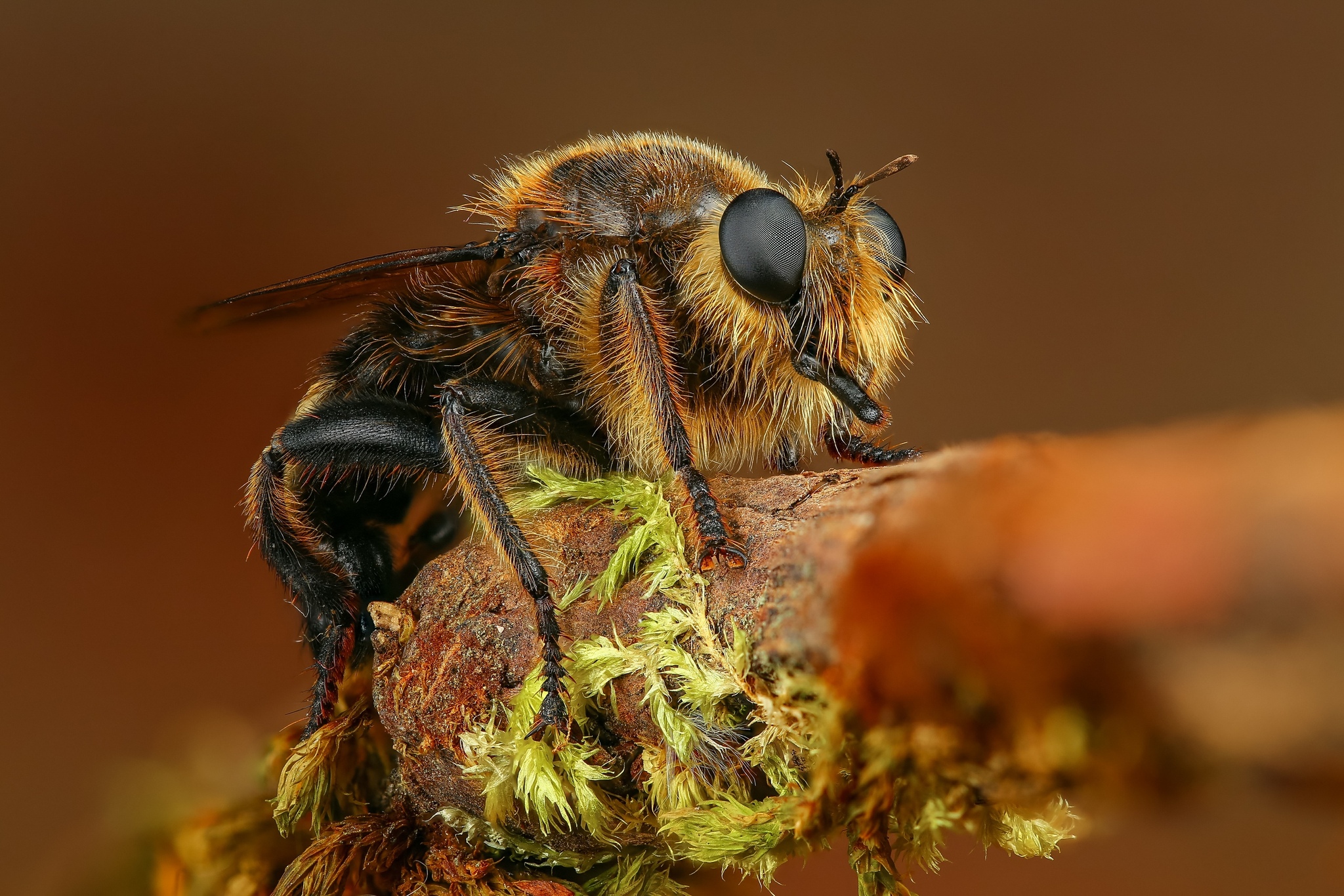 Ktyr - Ktyr, Dipteran, Муха, Insects, Macro photography, Longpost