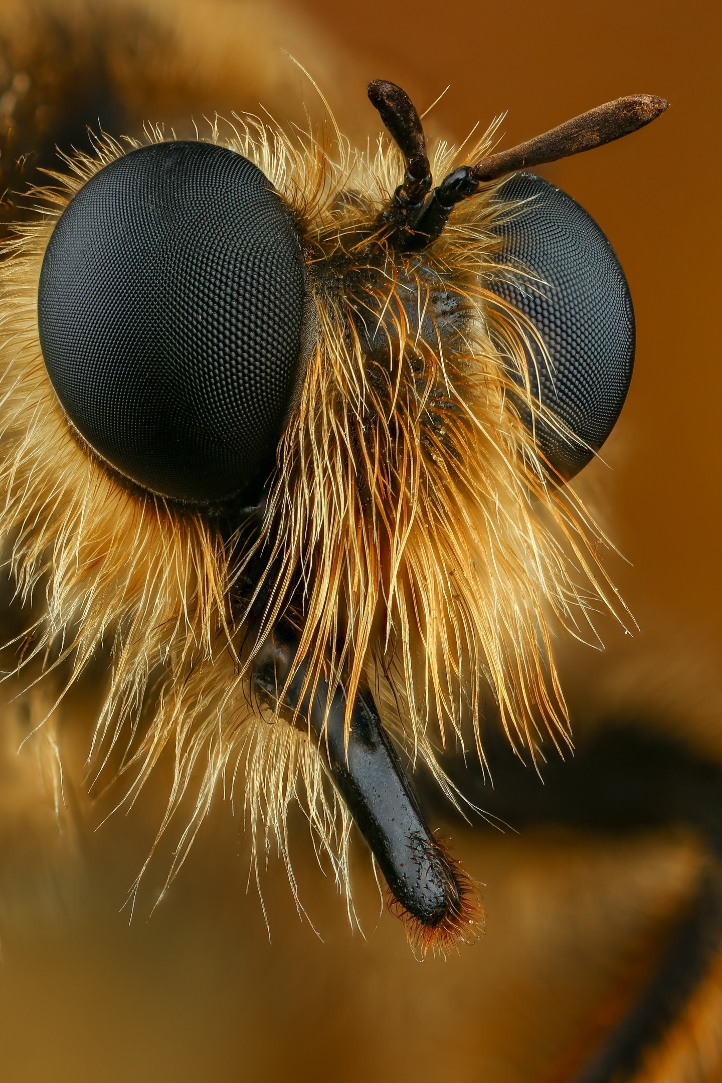 Ktyr - Ktyr, Dipteran, Муха, Insects, Macro photography, Longpost