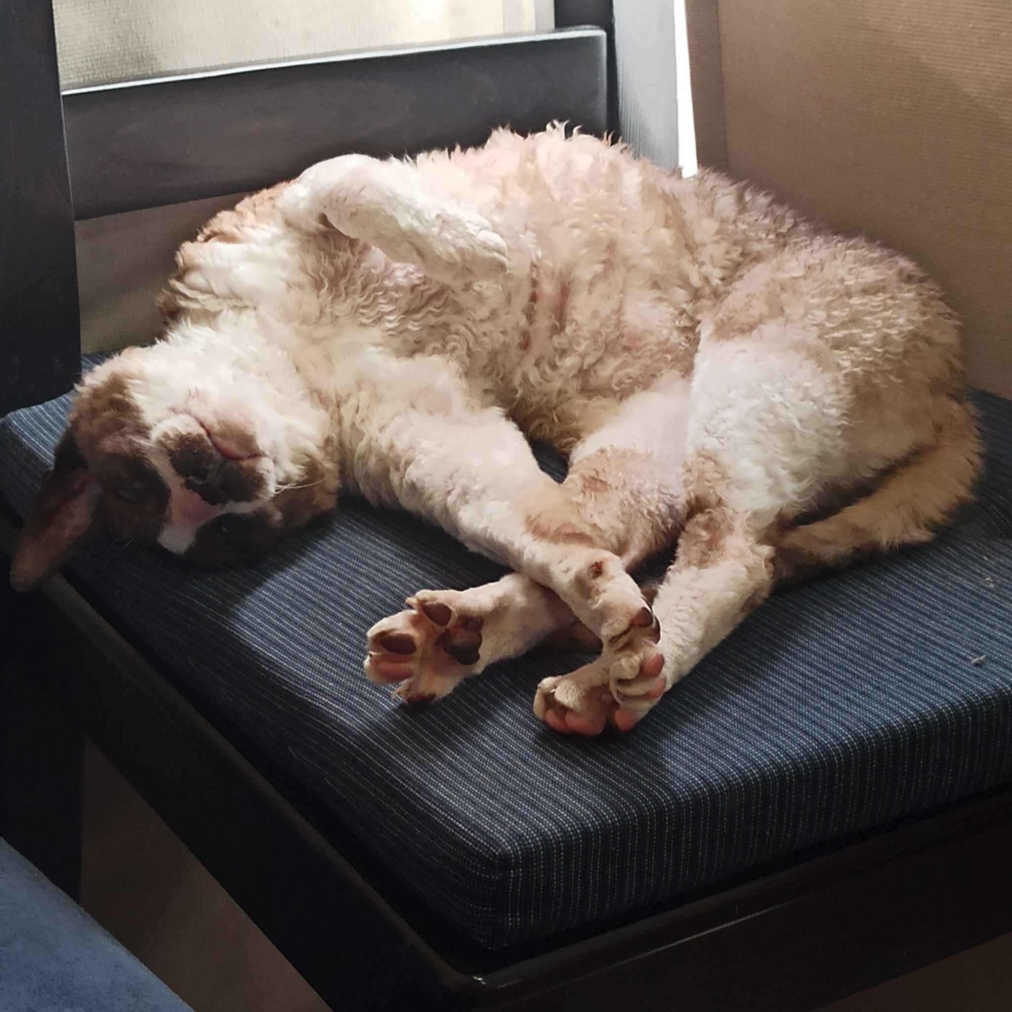 Reply to the post Found a cat in the train in Snegiry - My, Helping animals, cat, Animal Rescue, Found a cat, Lost, Cornish Rex, Reply to post, Longpost