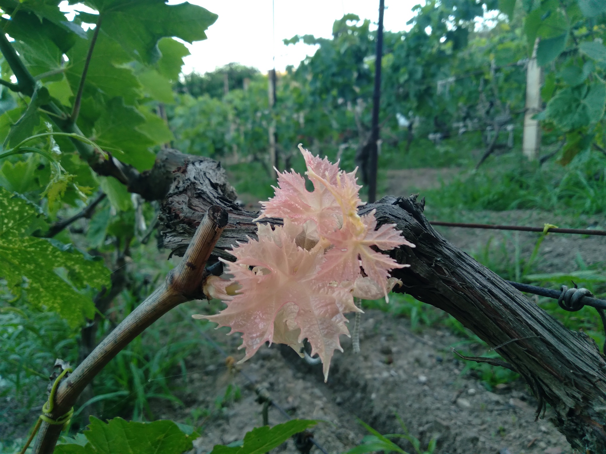 Vine - My, Vineyard, Mobile photography, Gardening, Longpost