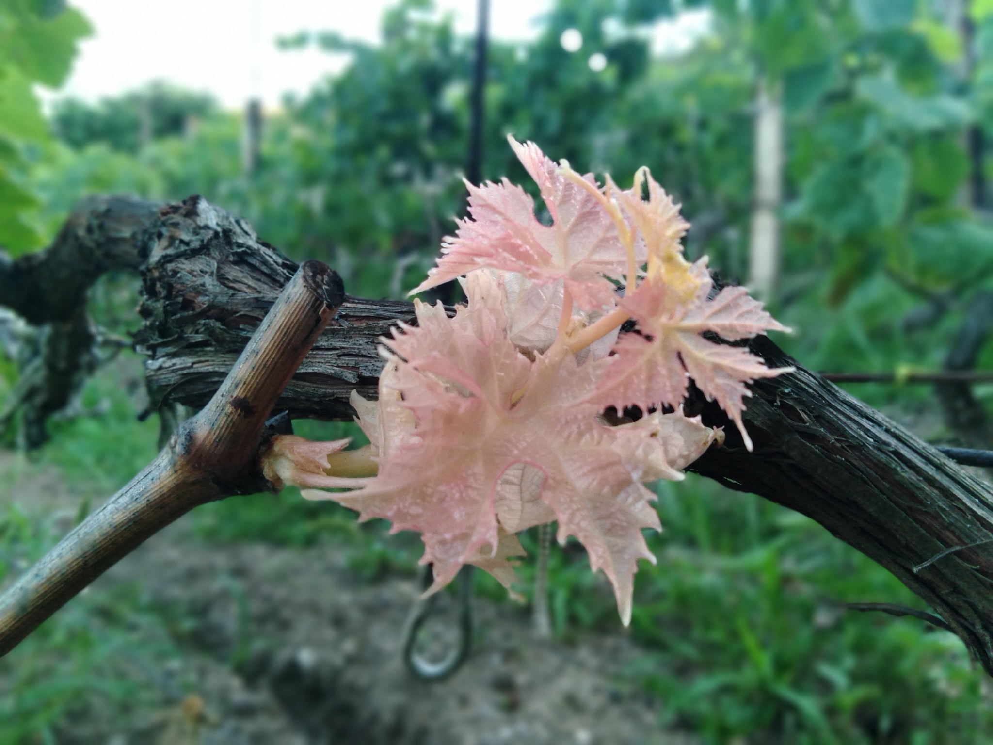 Vine - My, Vineyard, Mobile photography, Gardening, Longpost