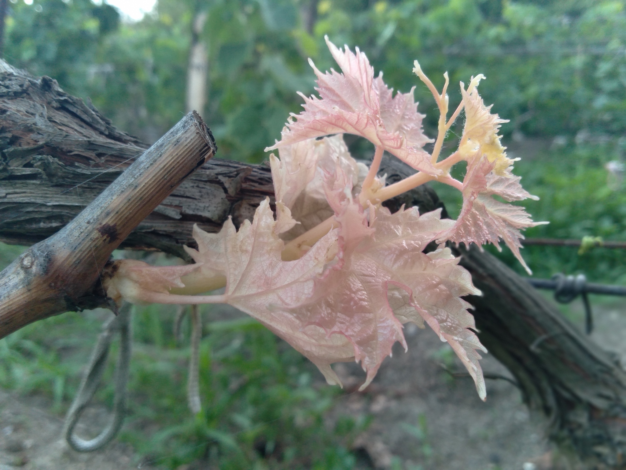 Vine - My, Vineyard, Mobile photography, Gardening, Longpost