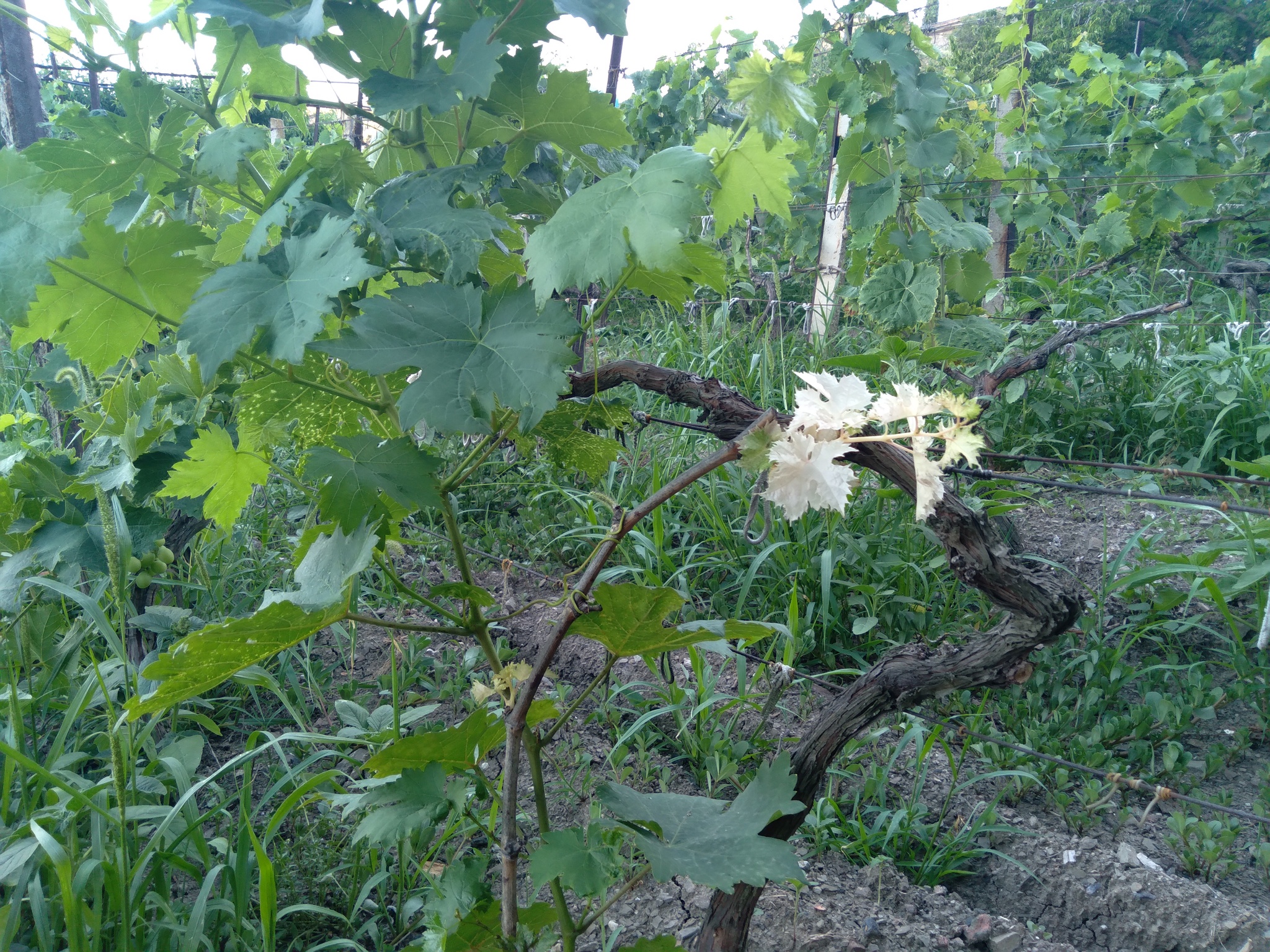 Vine - My, Vineyard, Mobile photography, Gardening, Longpost