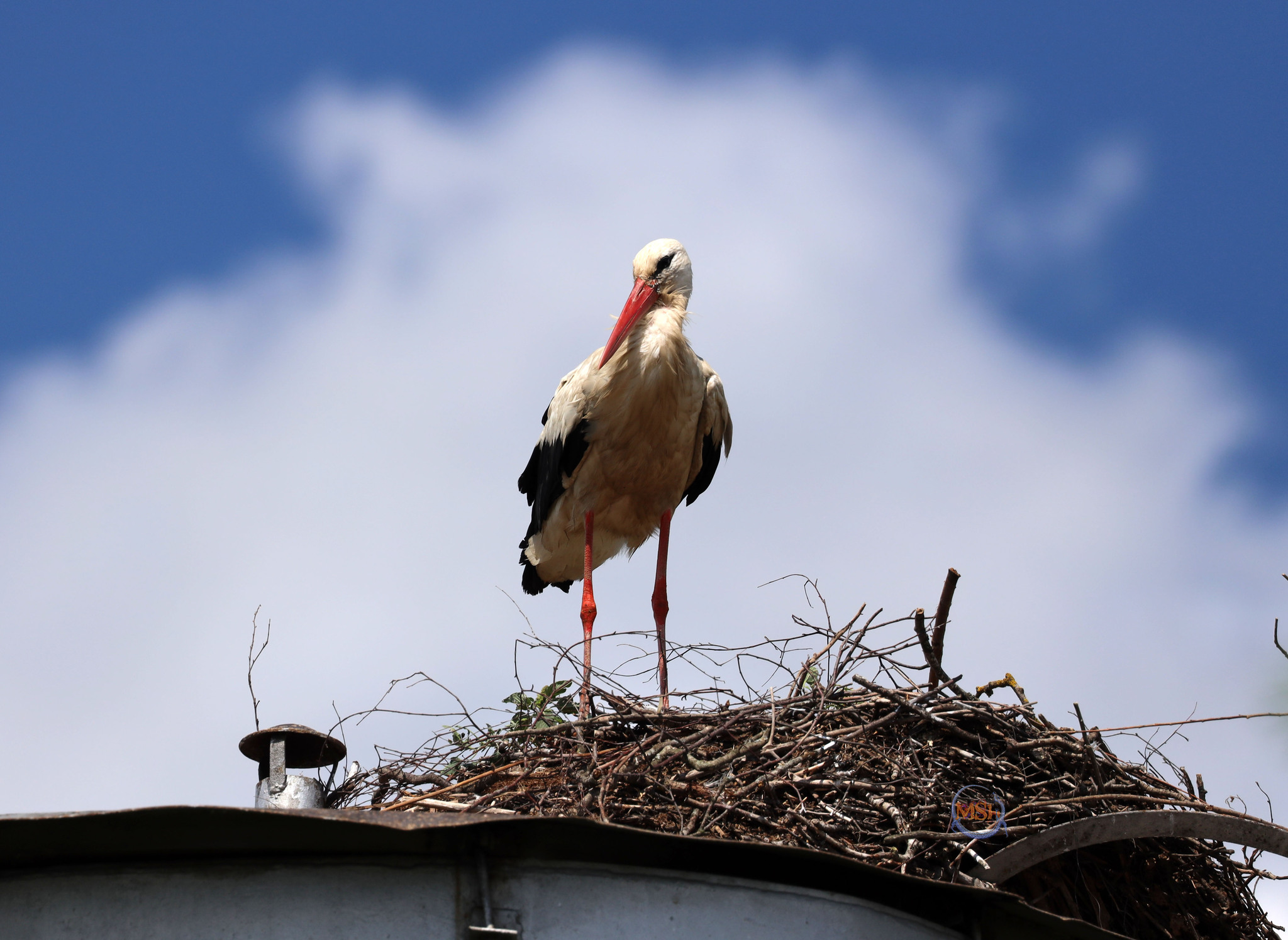 Storks in the Kaluga region (north of the Kaluga region) - My, Birds, Ornithology, The nature of Russia, Photo hunting, White stork, Stork, Longpost