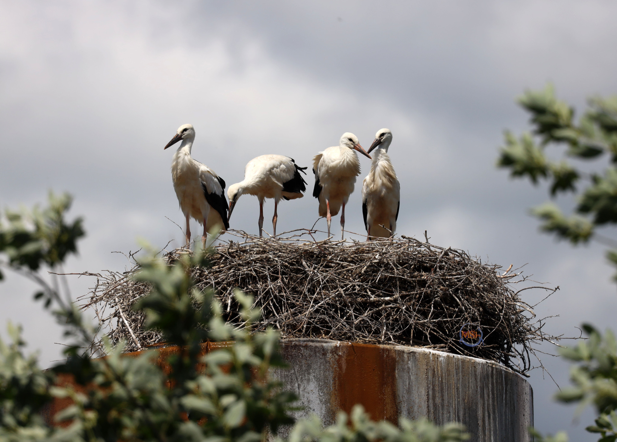 Storks in the Kaluga region (north of the Kaluga region) - My, Birds, Ornithology, The nature of Russia, Photo hunting, White stork, Stork, Longpost