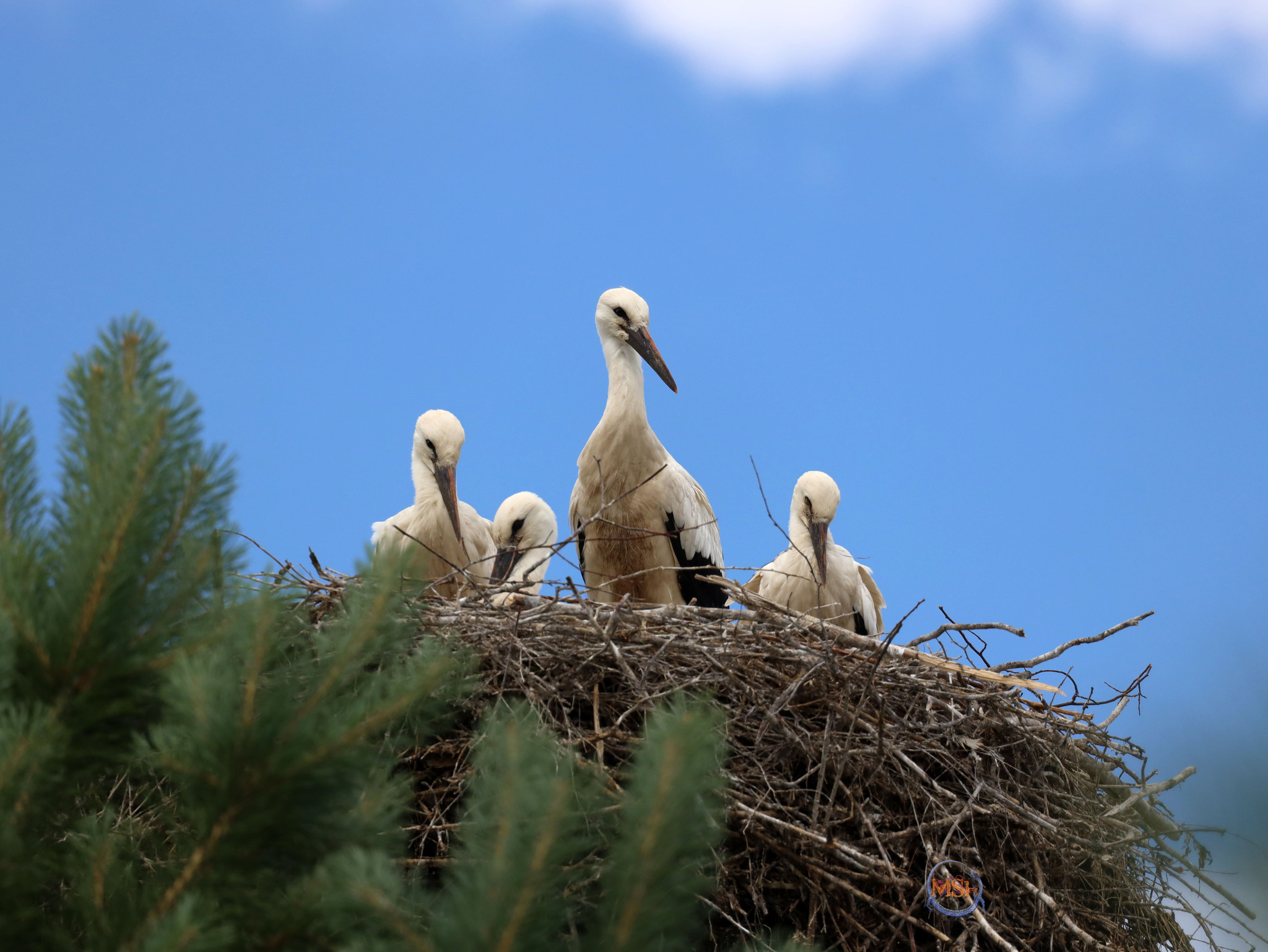 Storks in the Kaluga region (north of the Kaluga region) - My, Birds, Ornithology, The nature of Russia, Photo hunting, White stork, Stork, Longpost