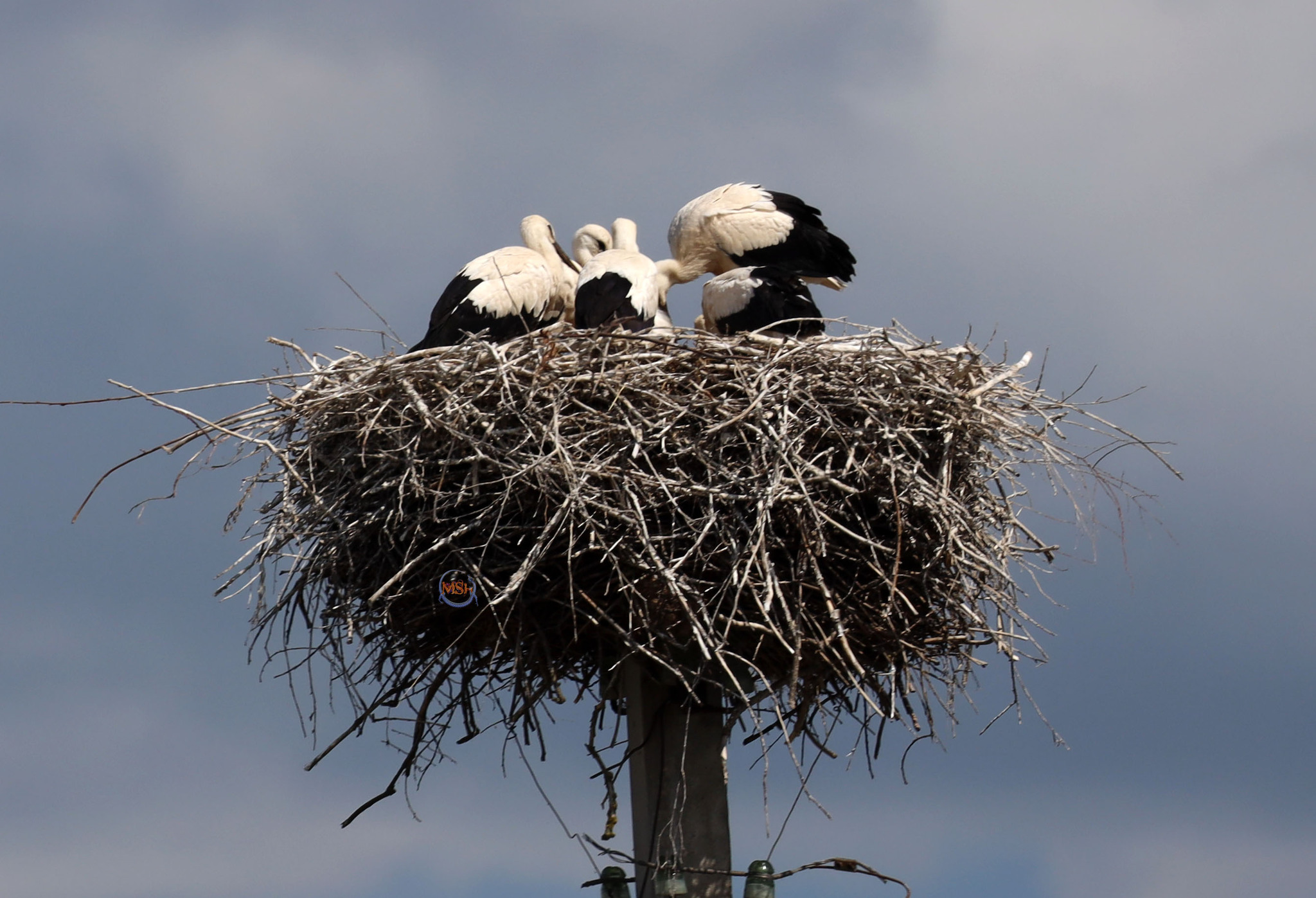 Storks in the Kaluga region (north of the Kaluga region) - My, Birds, Ornithology, The nature of Russia, Photo hunting, White stork, Stork, Longpost