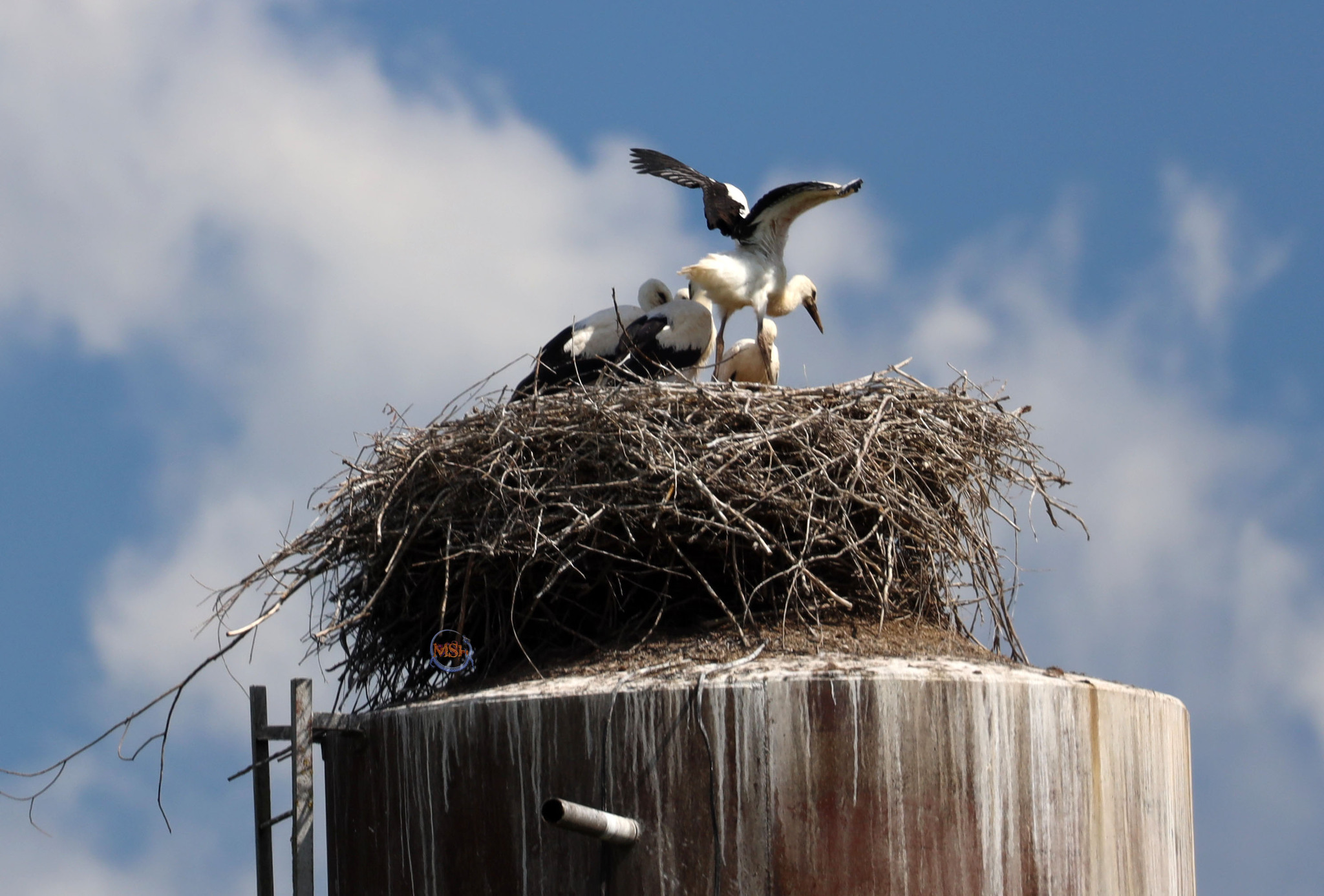 Storks in the Kaluga region (north of the Kaluga region) - My, Birds, Ornithology, The nature of Russia, Photo hunting, White stork, Stork, Longpost