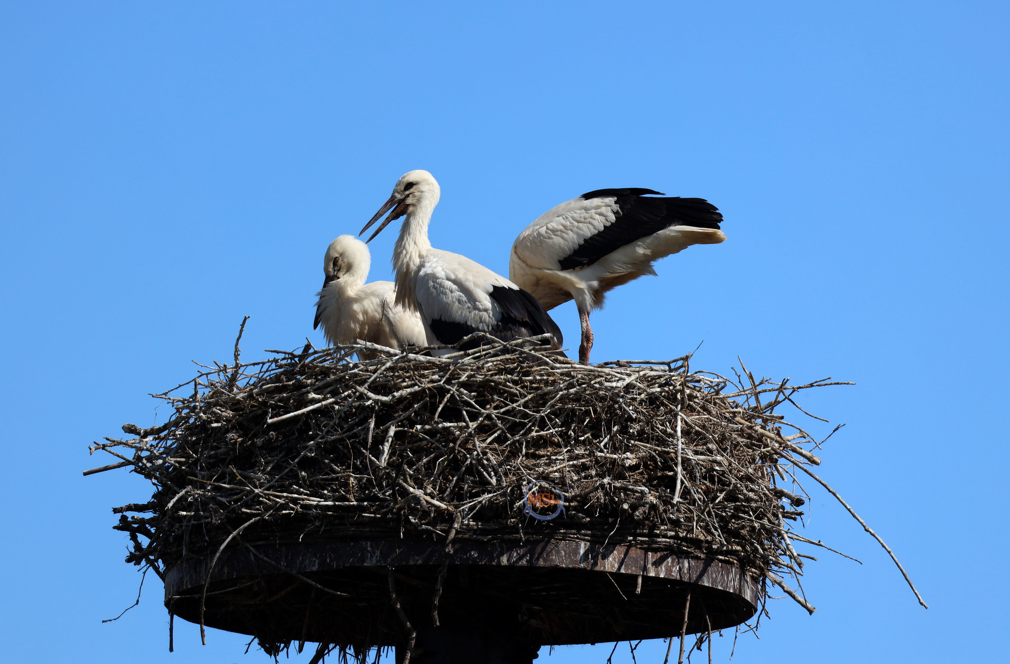 Storks in the Kaluga region (north of the Kaluga region) - My, Birds, Ornithology, The nature of Russia, Photo hunting, White stork, Stork, Longpost