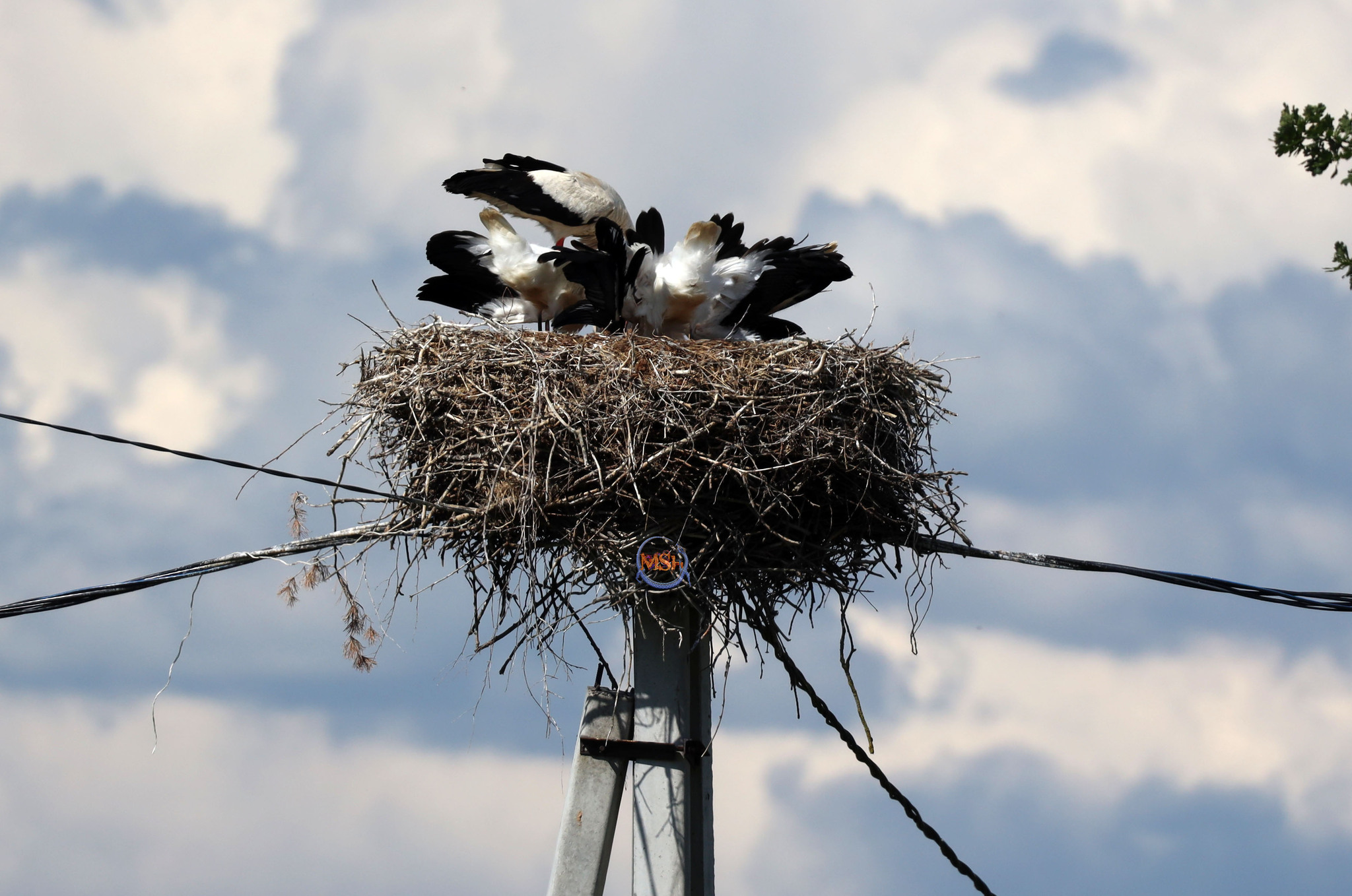 Storks in the Kaluga region (north of the Kaluga region) - My, Birds, Ornithology, The nature of Russia, Photo hunting, White stork, Stork, Longpost