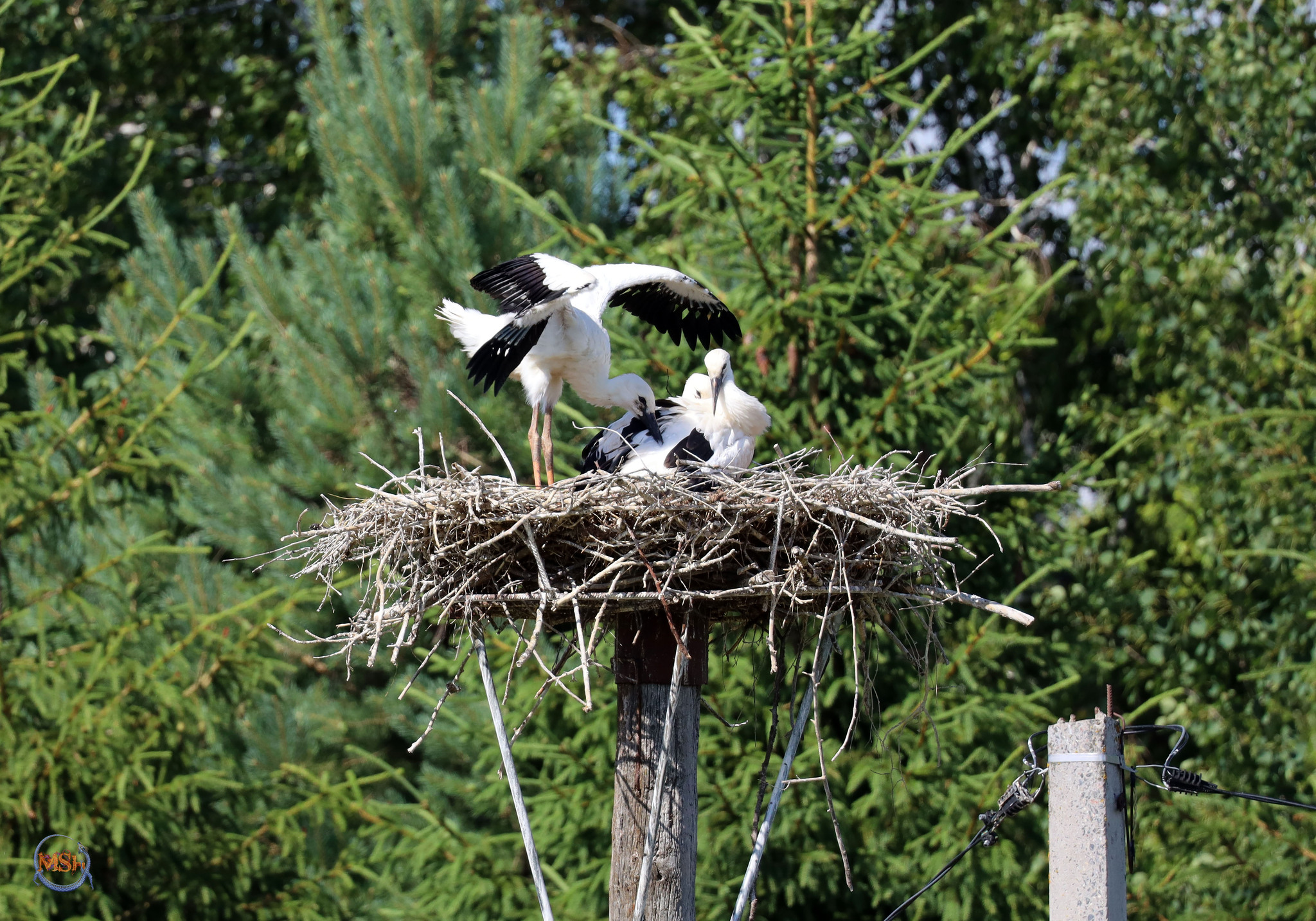 Storks in the Kaluga region (north of the Kaluga region) - My, Birds, Ornithology, The nature of Russia, Photo hunting, White stork, Stork, Longpost