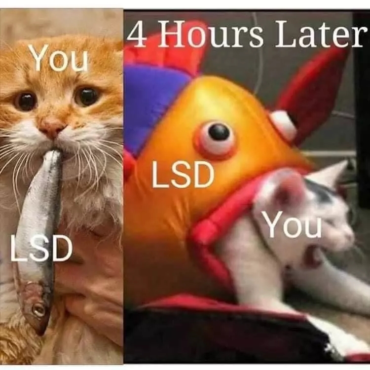 When caught badtrip - Memes, LSD, Badtrip, cat