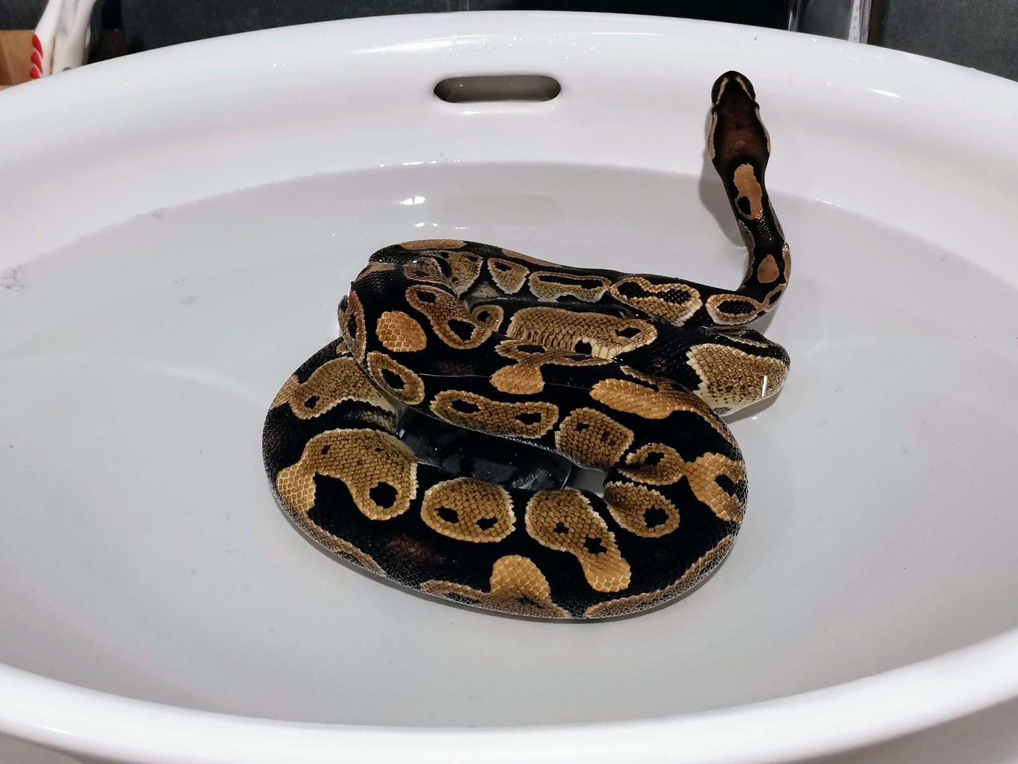 Water procedures - My, Royal python, Mobile photography, Pets, Snake