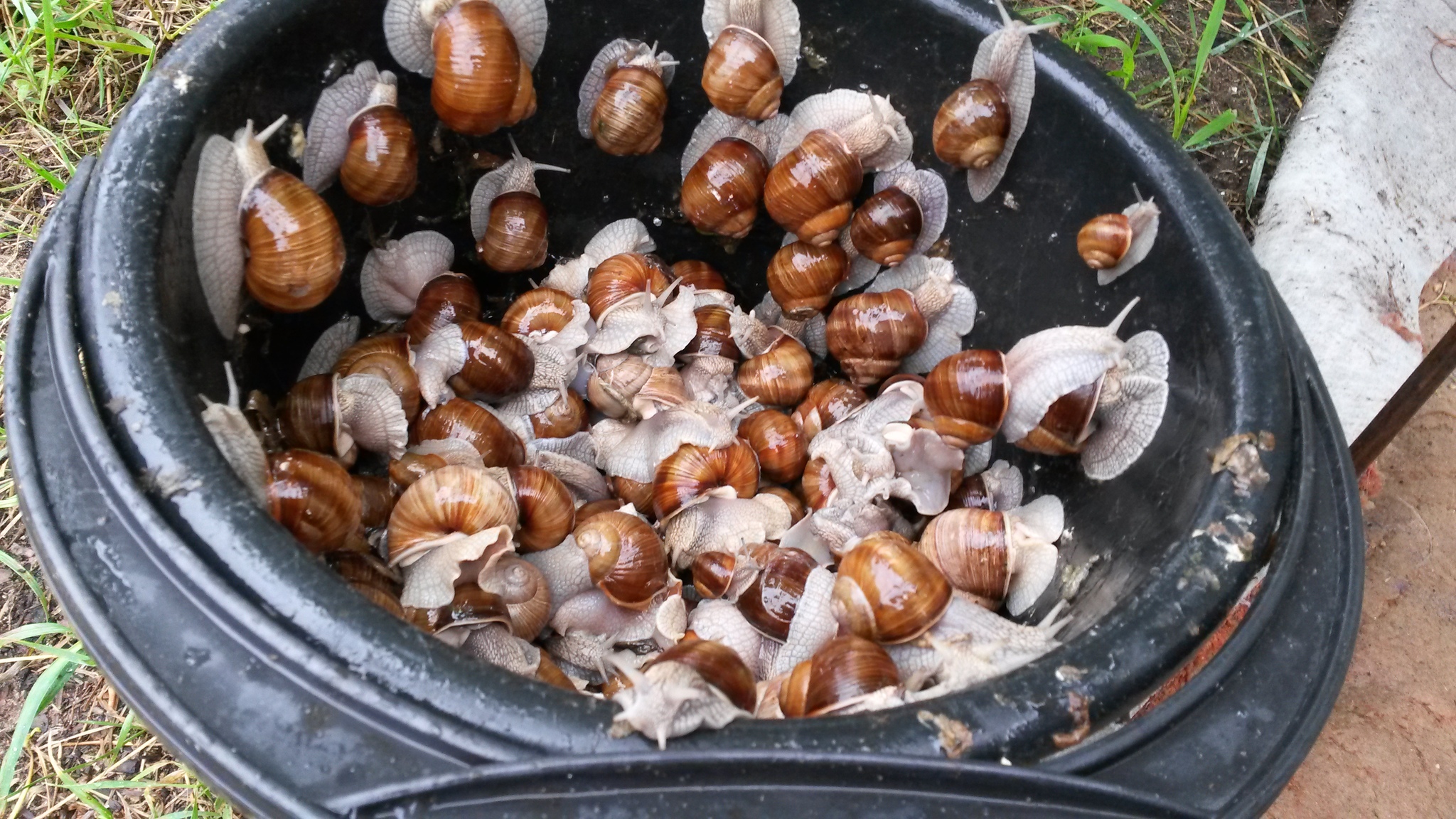 Harvest 2022 - Dacha, Rain, Snail, Garden, Garden