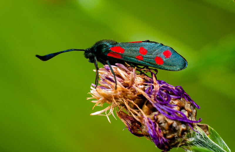 Help identifying an insect - My, The photo, Insects, Macro photography, Longpost