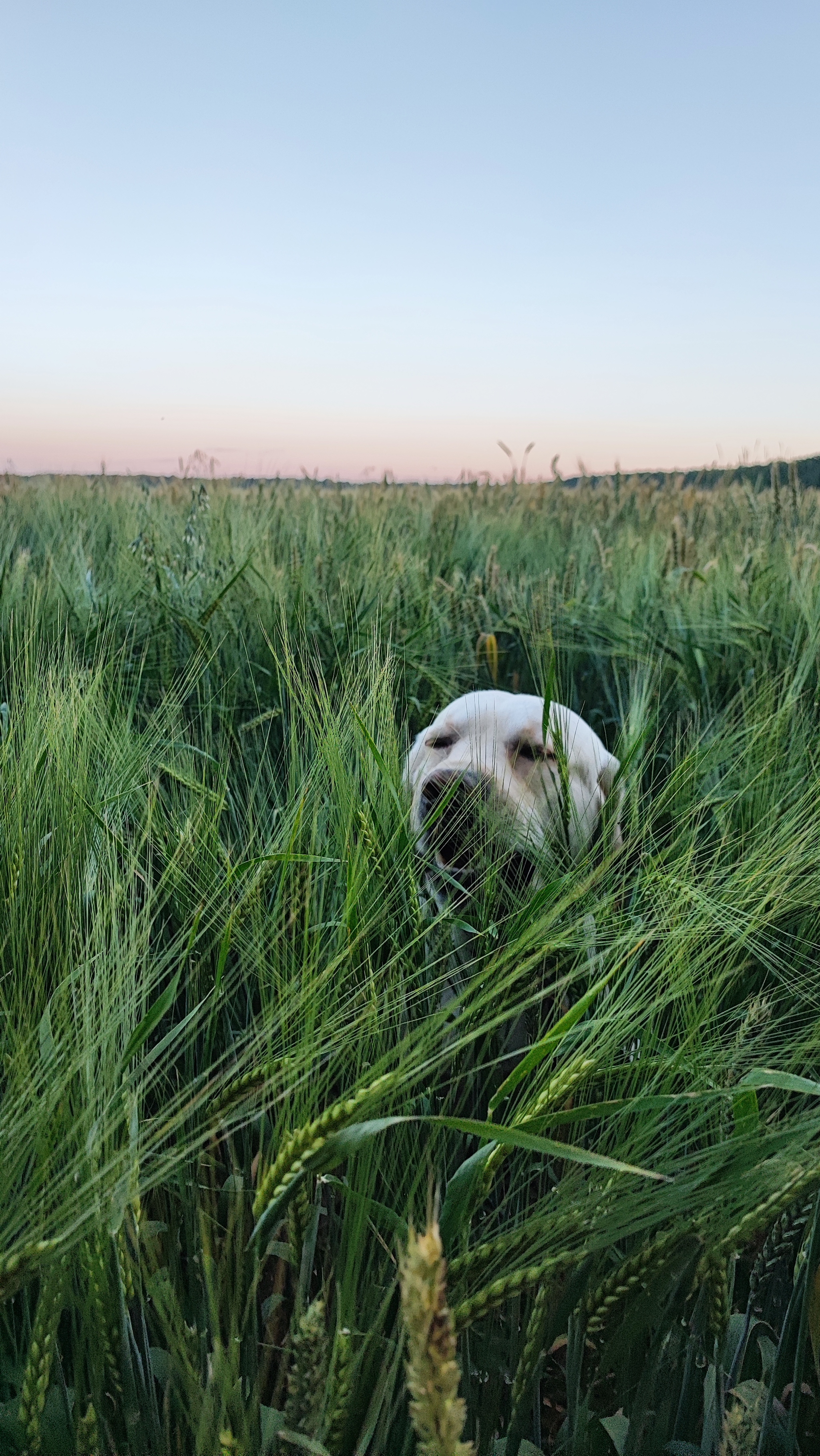 Failed photo shoot - My, Dog, Labrador, Longpost