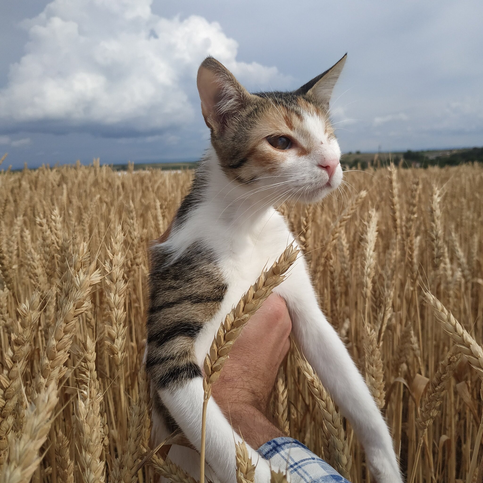 Dormouse in the wheat field - Tricolor cat, Field, Spikelet, cat