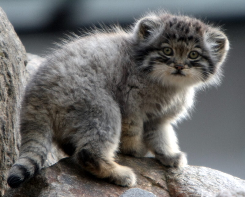 How do manulas reproduce? - My, Pallas' cat, Cat family, Small cats, Animal book, Wild animals