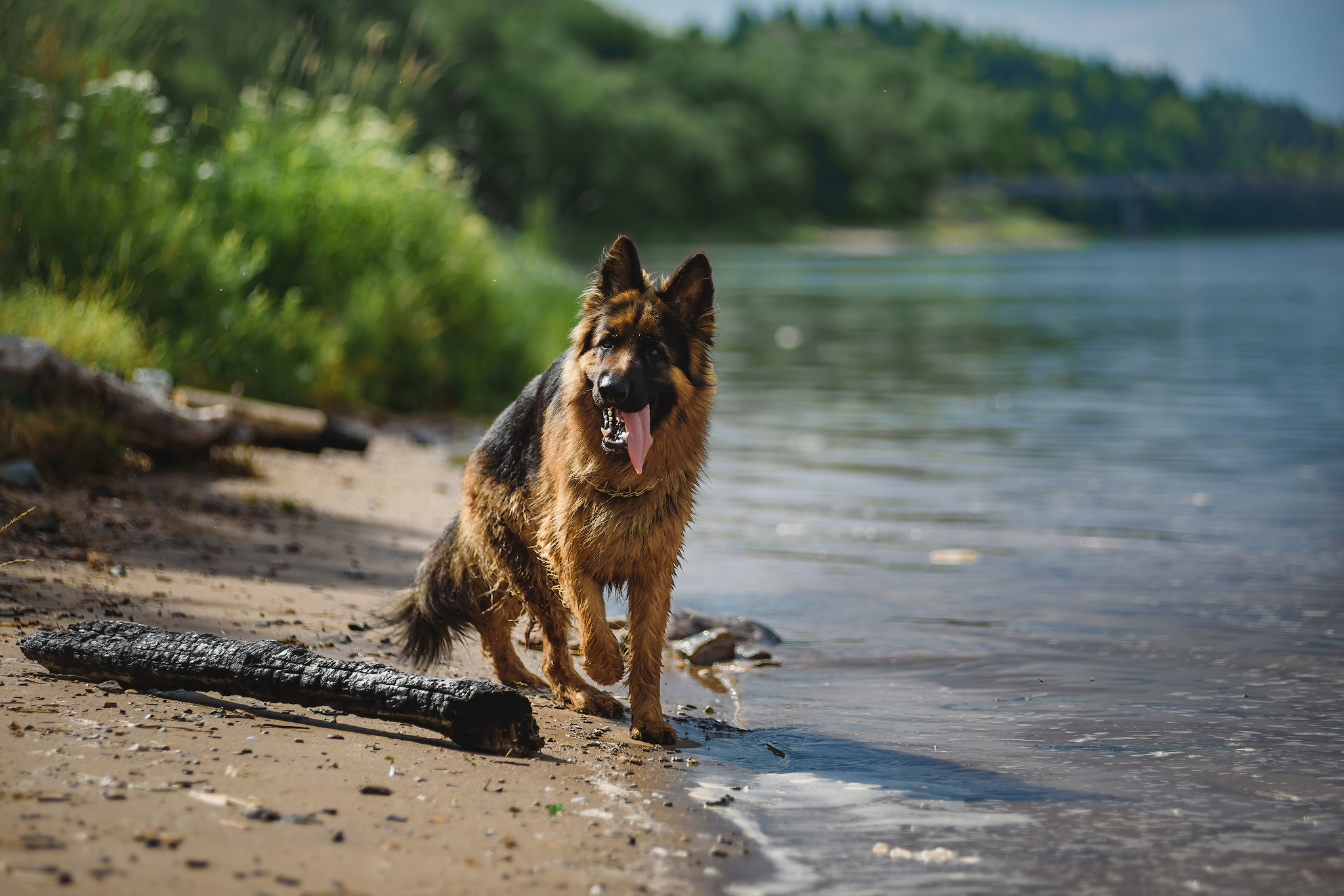 Kron on the Volga)) - My, The photo, Pets, Dog, German Shepherd, Volga river, Tutaev, Yaroslavskaya oblast, Summer, Longpost