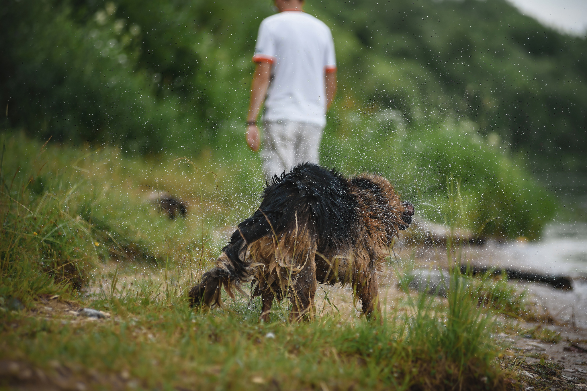 Kron on the Volga)) - My, The photo, Pets, Dog, German Shepherd, Volga river, Tutaev, Yaroslavskaya oblast, Summer, Longpost