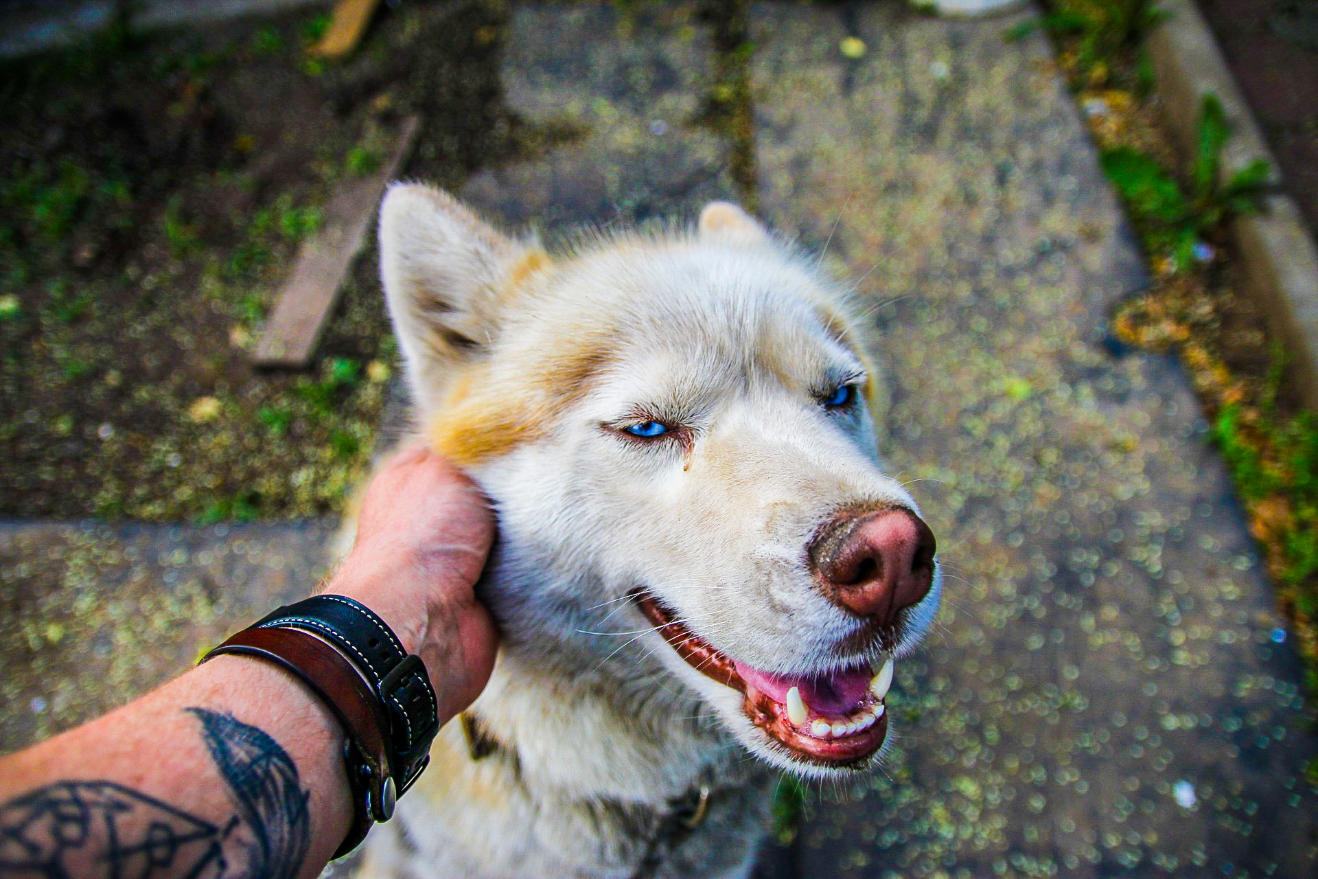 neighbor dog - My, Dog, The photo, Longpost