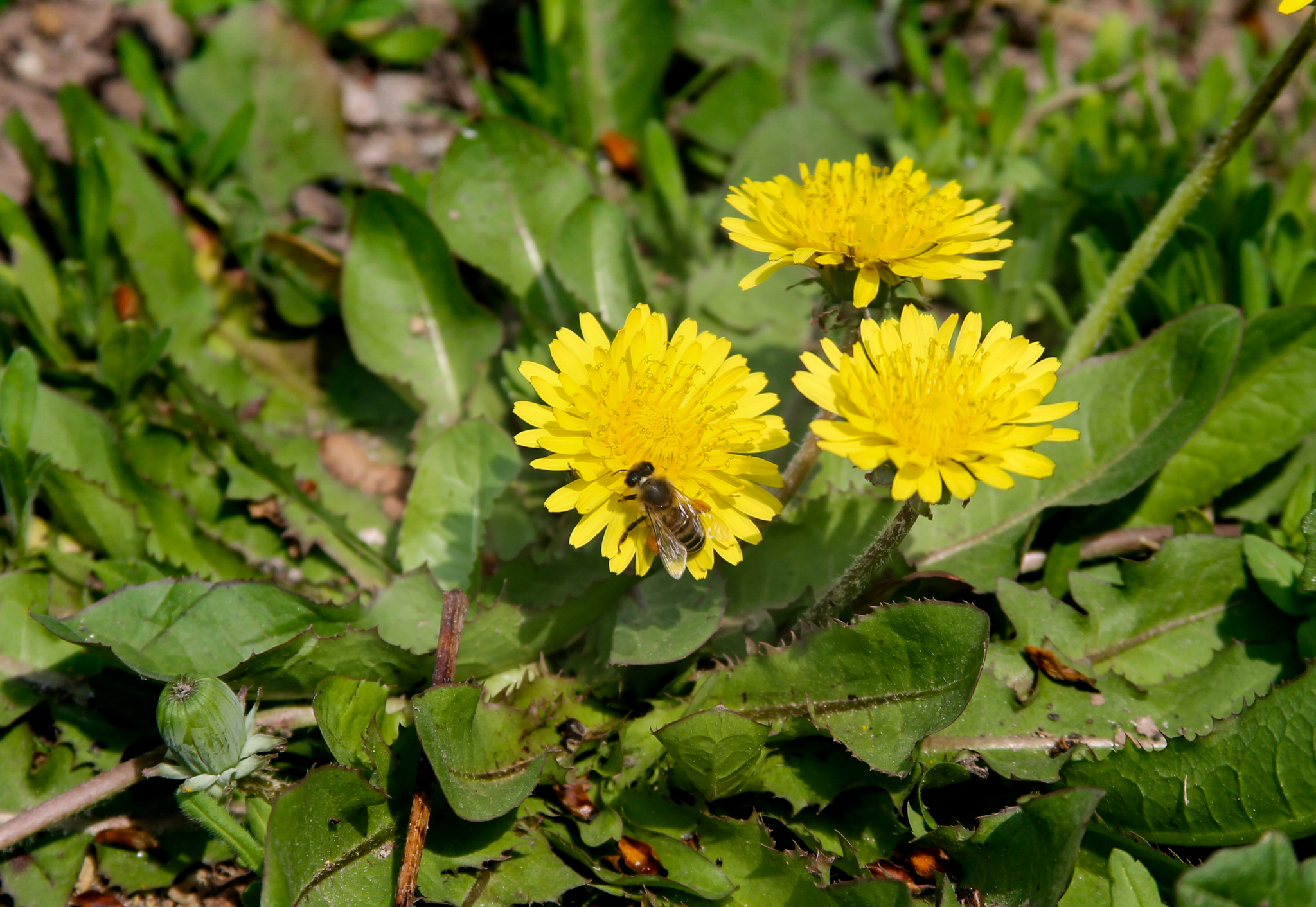 hard worker - My, The photo, Beginning photographer, Canon, Flowers, Dandelion