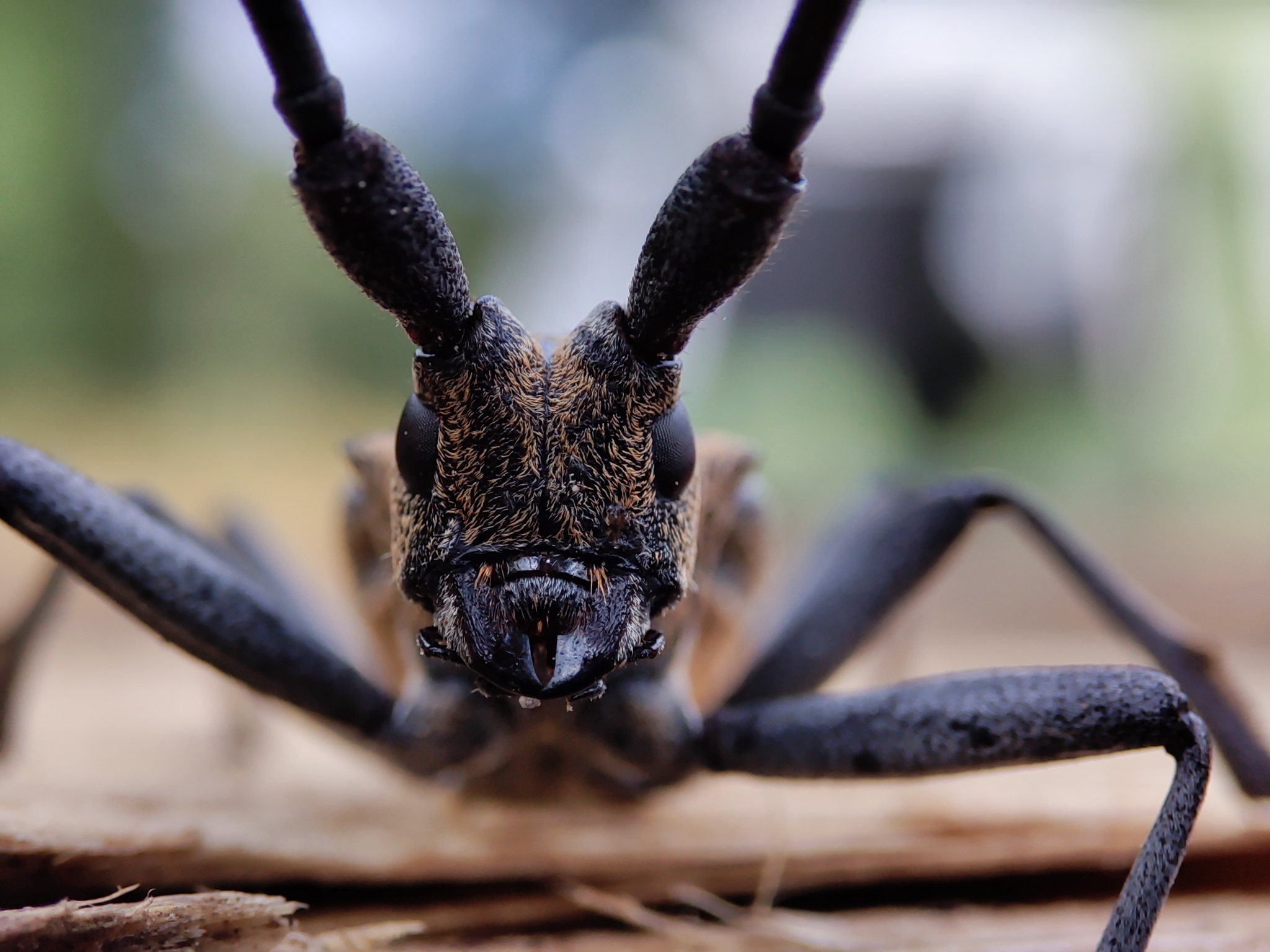 Жучок | Пикабу
