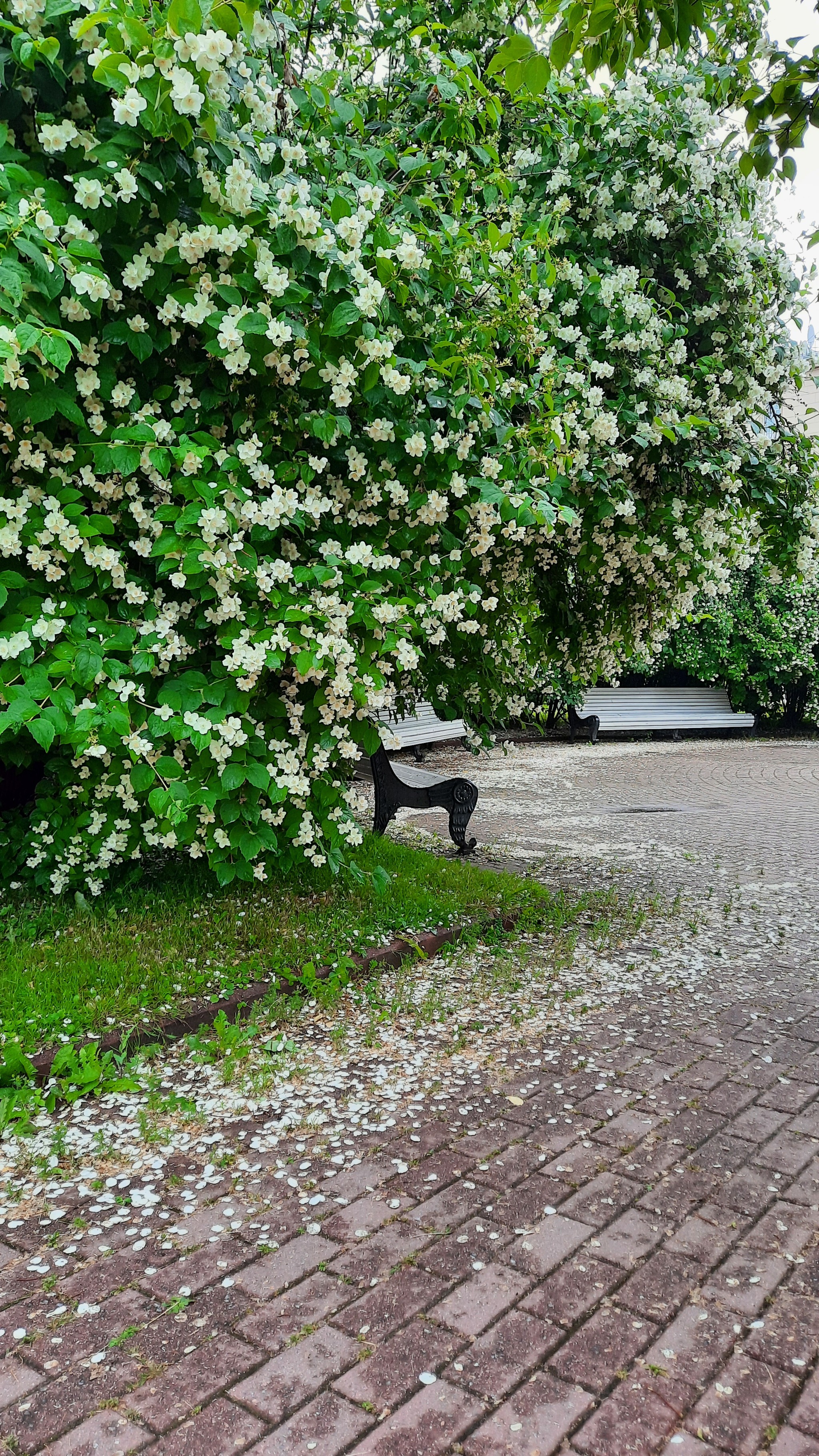 Flowering mock orange - My, Chubushnik, Bloom, Saint Petersburg