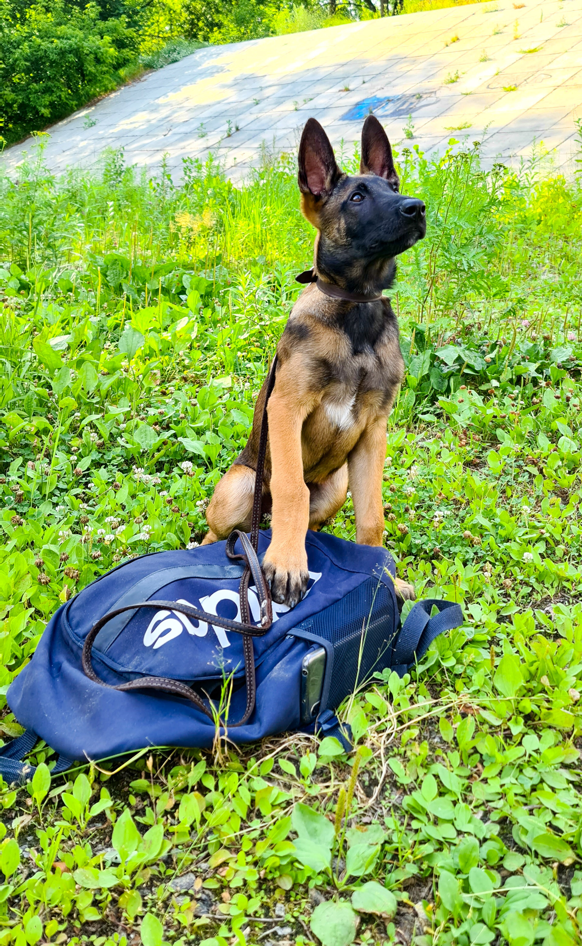 The story of an unhappy love - My, Belgian shepherd, Malinois, Vertical video, Sheepdog, Scottish lop-eared, Training, Video, Mat, Longpost, Cats and dogs together, Dog