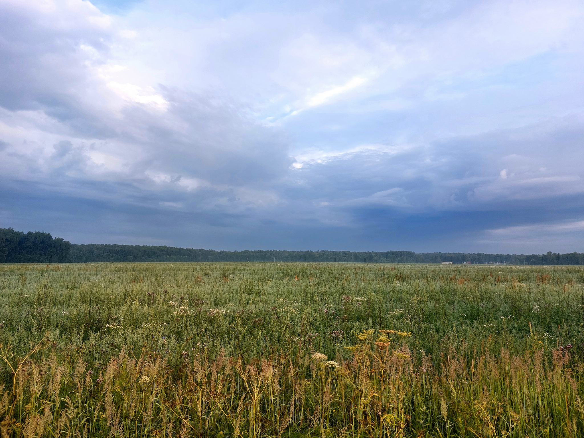 Field before a storm - My, Field, Nature, Mobile photography, Clouds, Grass