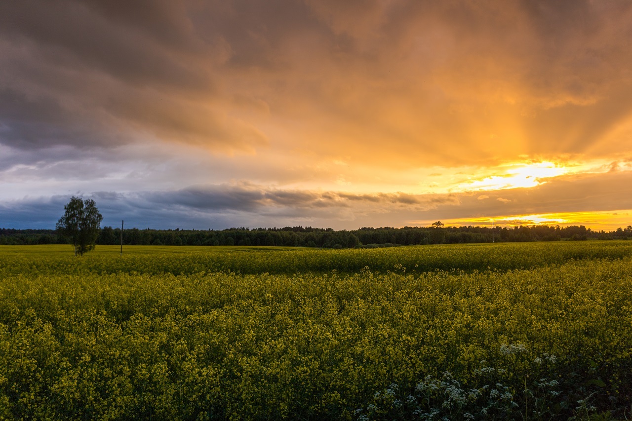 Sunset near Volokolamsk - My, Canon, Sunset, Summer, Field, Clouds, Sky, Evening, The sun