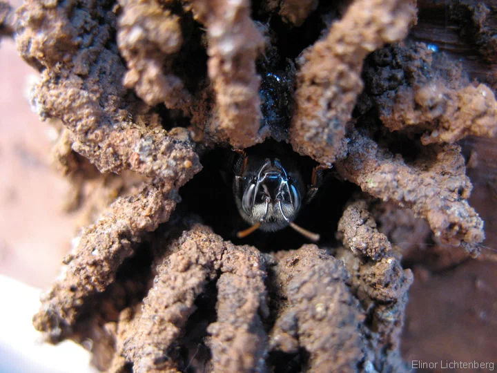 Four-Striped Melipons: These bees have no stinger, but each hive has an angry and very demanding bouncer at the entrance. - Bees, Insects, Animal book, Yandex Zen, Honey, Longpost