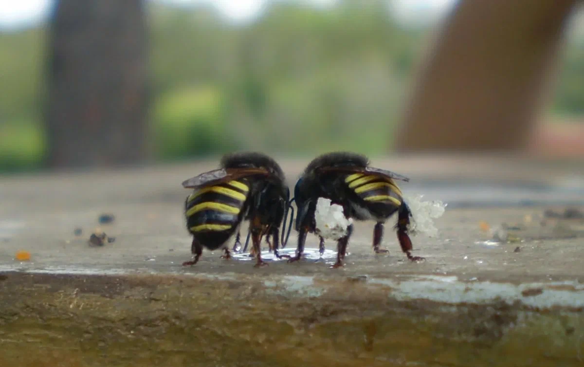 Four-Striped Melipons: These bees have no stinger, but each hive has an angry and very demanding bouncer at the entrance. - Bees, Insects, Animal book, Yandex Zen, Honey, Longpost