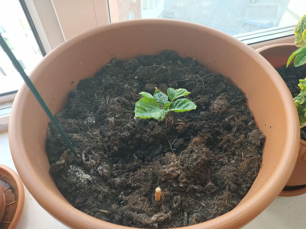 Dear experts, help with advice?) - My, Pepper farming, Growing, Longpost, Vegetable garden on the windowsill