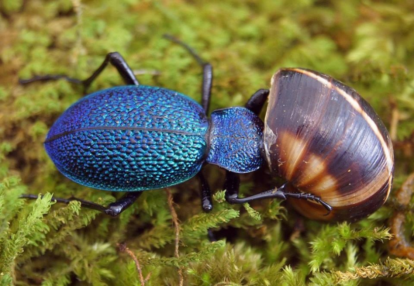 Is there anyone at home? - Жуки, Carabus, Stroking, Mood, Insects