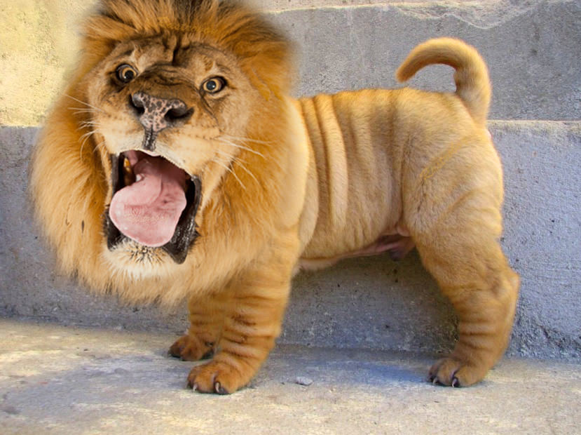 Lion and dog mix - My, Humor, Photoshop