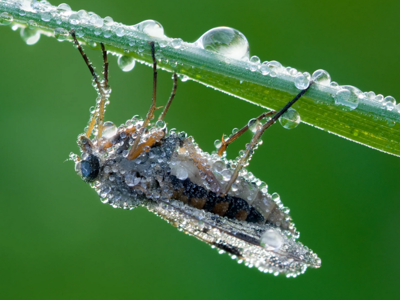 Why is that so low? - My, Insects, Martin, Flights at low altitude, Signs, Biology, Birds, Ecology, Animal behavior, Explanation, Facts, Longpost, Interesting