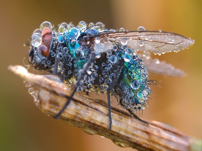 Why is that so low? - My, Insects, Martin, Flights at low altitude, Signs, Biology, Birds, Ecology, Animal behavior, Explanation, Facts, Longpost, Interesting