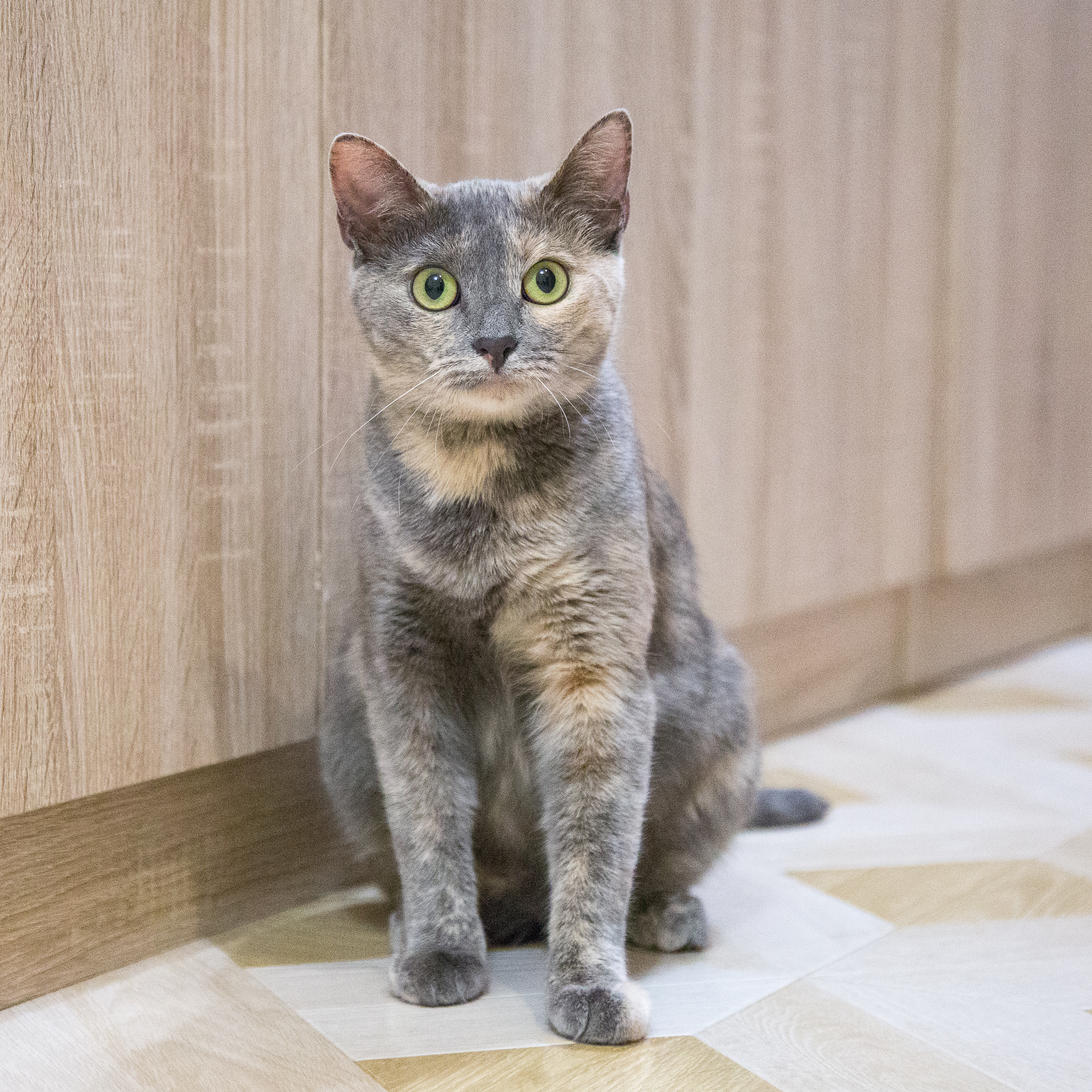 Umka the cat is looking for a home - Longpost, No rating, Fluffy, In good hands, Moscow, Moscow region, cat