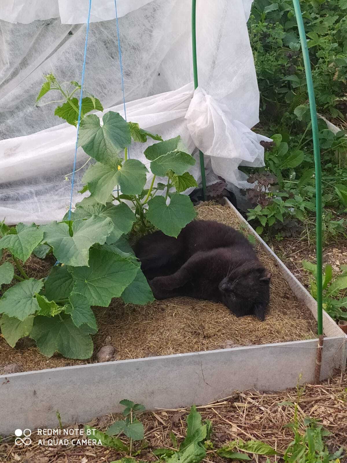 Just a cat resting - My, cat, Black cat, Garden