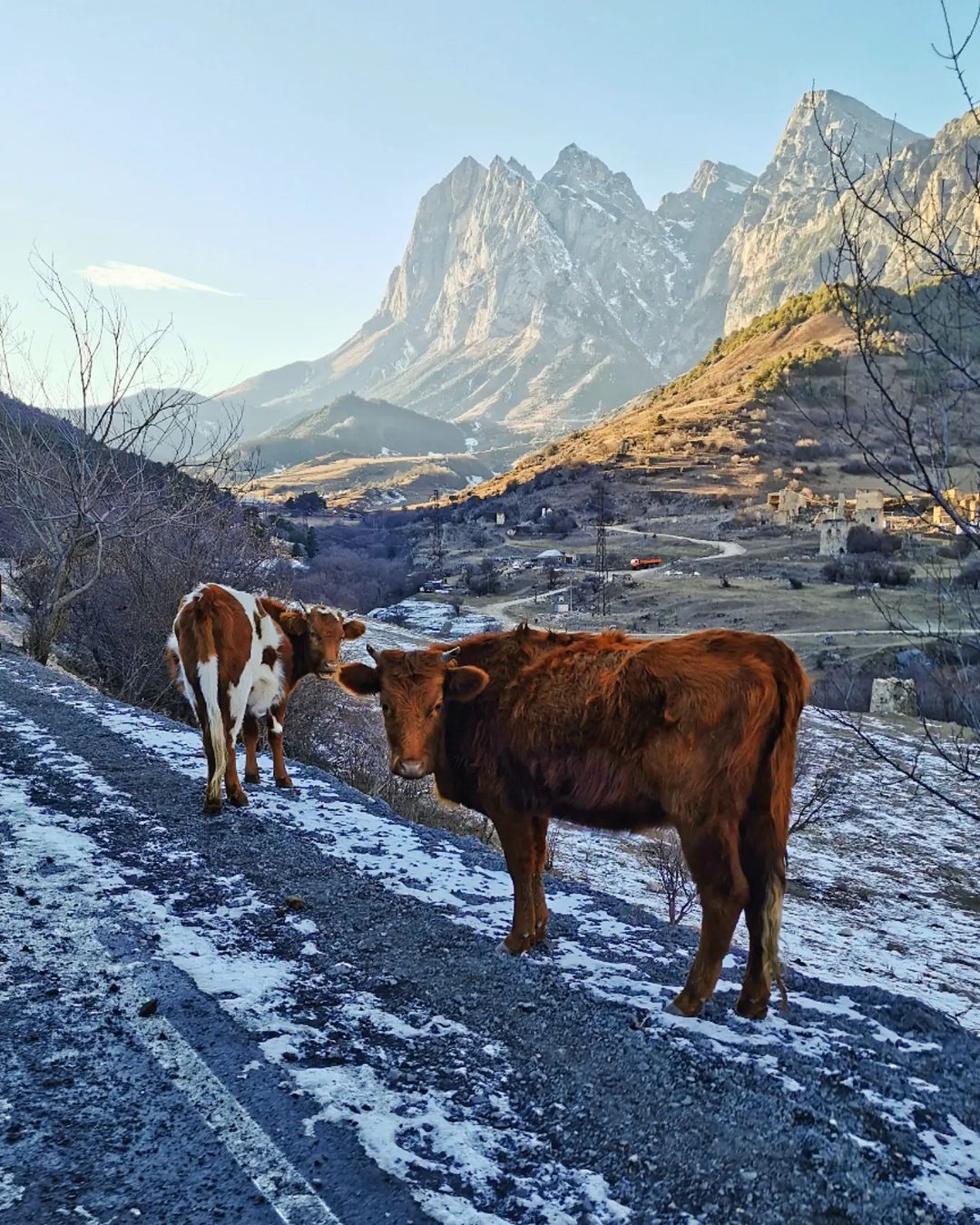Sunny Ingushetia - My, sights, Nature, Cow, Ingushetia, Travel across Russia, Longpost, beauty of nature