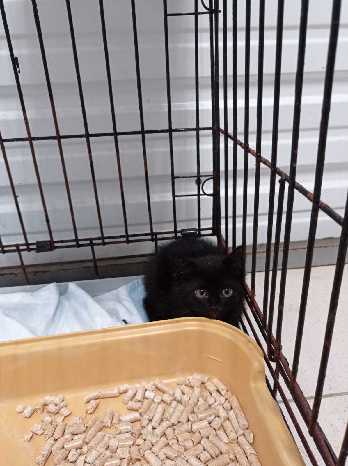 Looking for a kitten owner. Moscow - Kittens, Black cat, Found a cat, Search for animals, cat, A pity, Longpost, No rating, In good hands