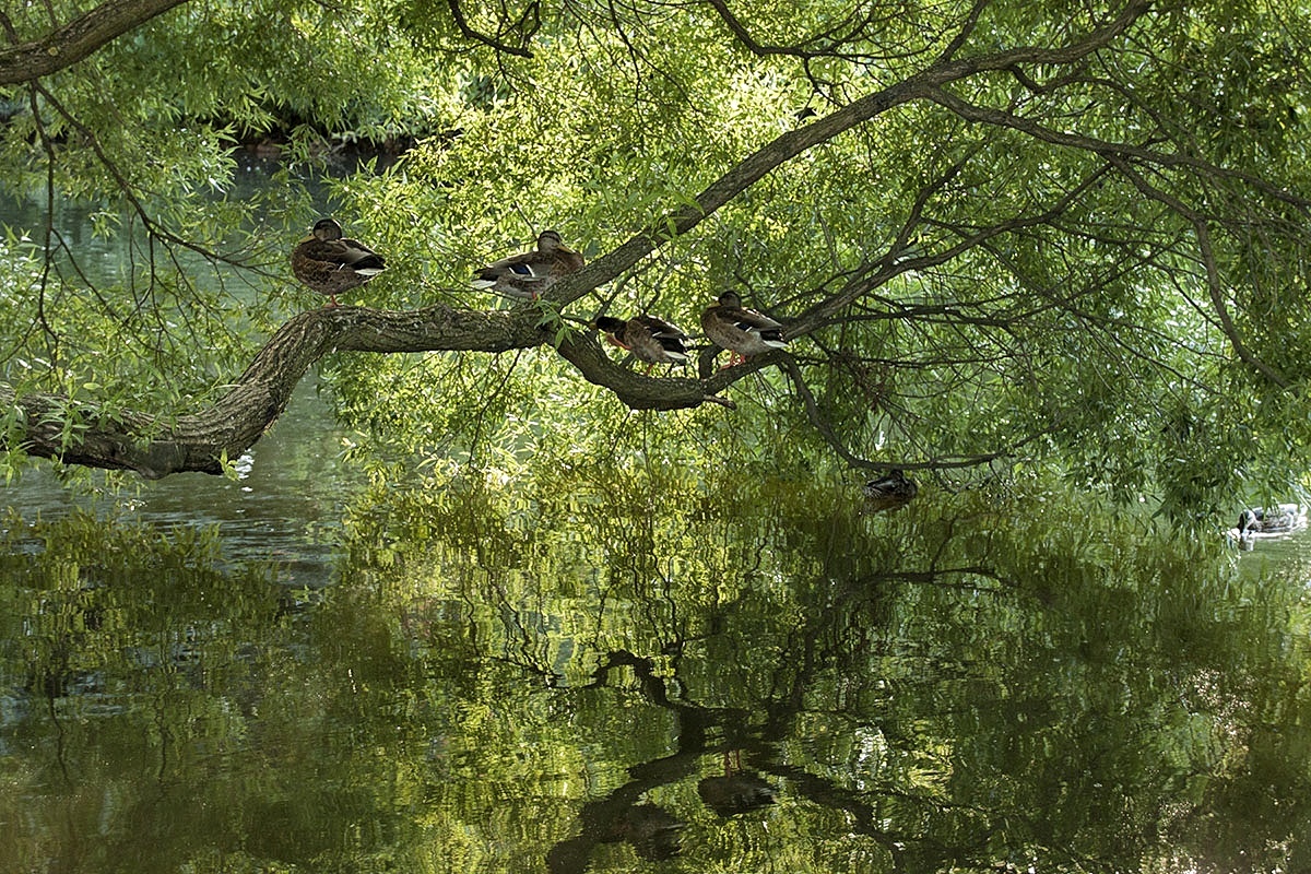 Petersburg ducks - My, Duck, Pond, Tree, Saint Petersburg