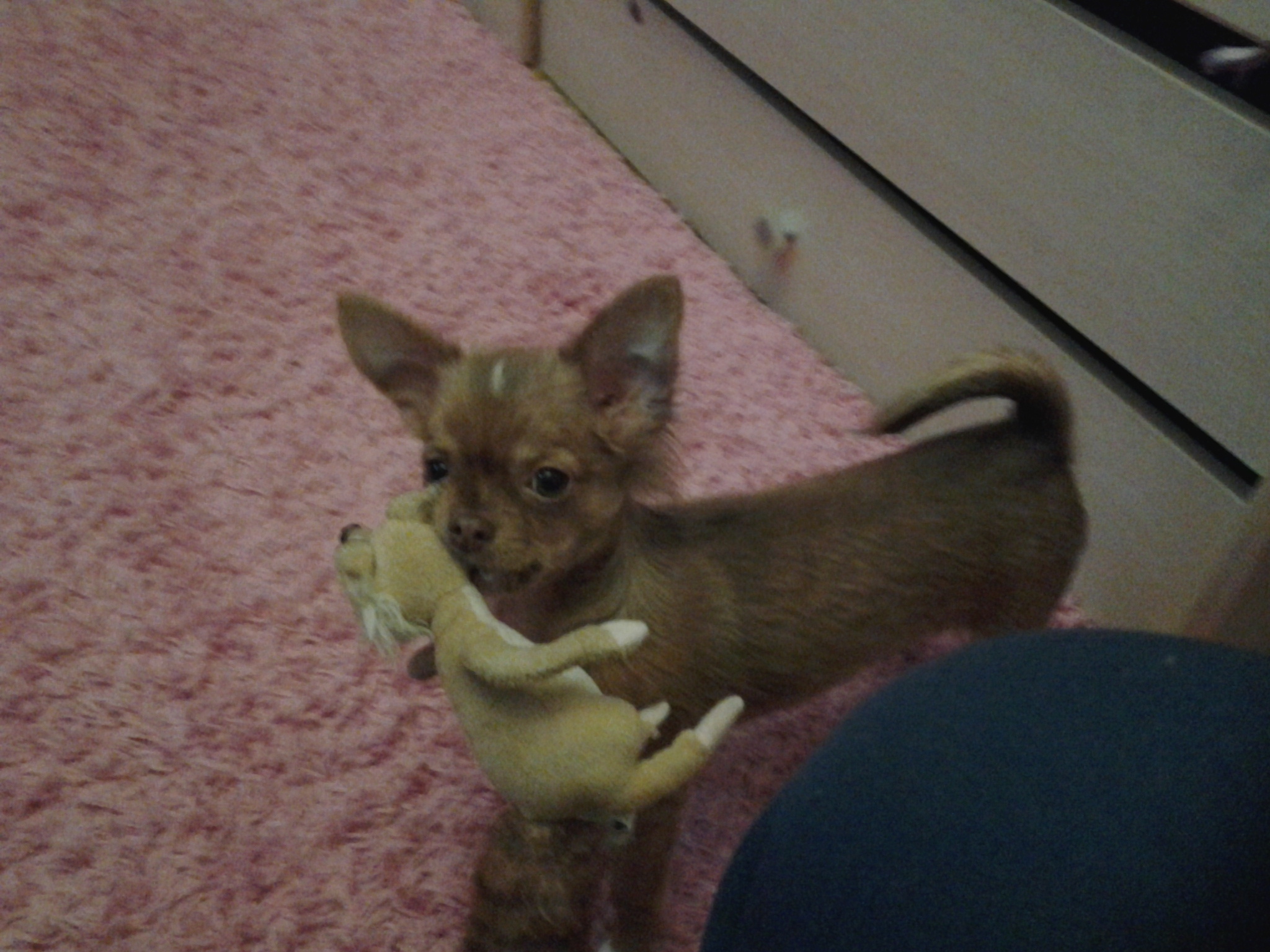 I caught this rat - My, Hunter, Chihuahua, Dog