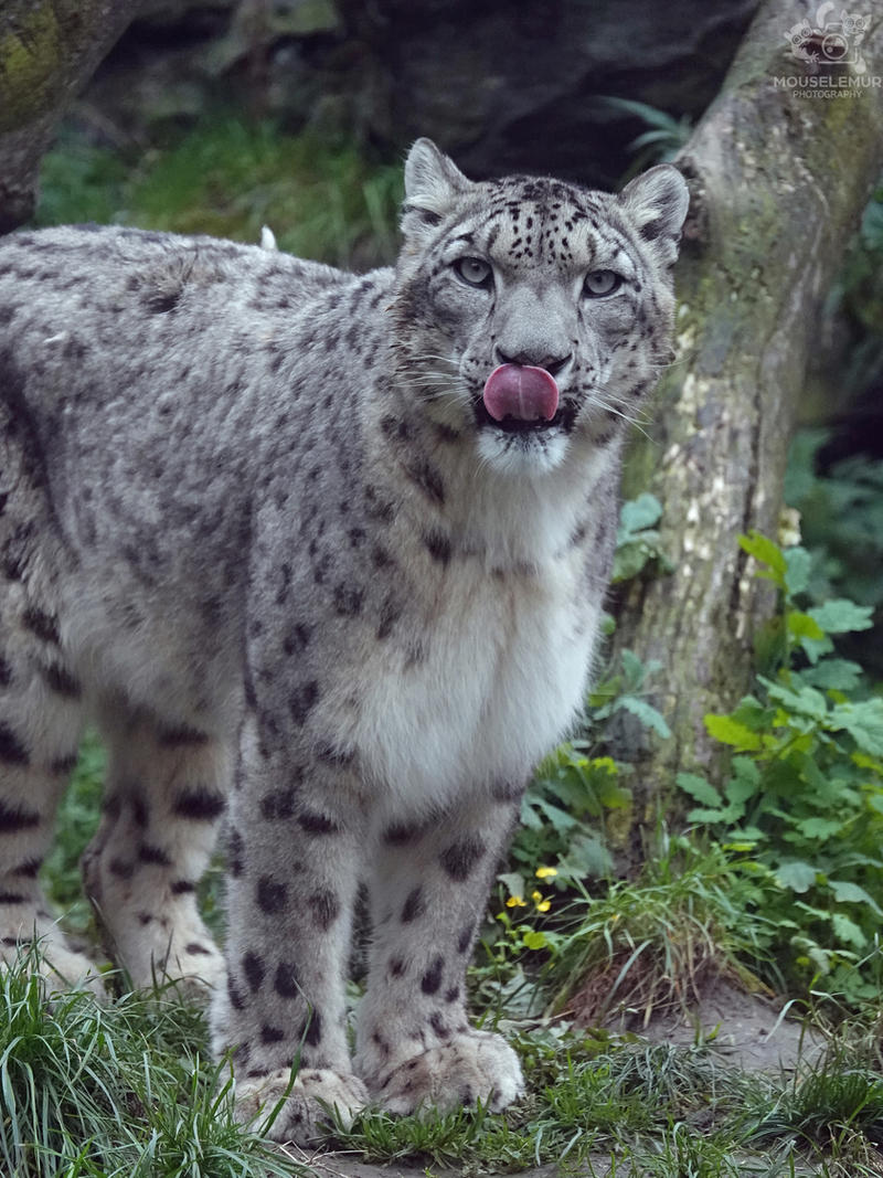 Animals and birds - Zoo, Mouselemur, Arctic fox, American mink, Animals, Pheasant, Prairie dogs, Jaguar, Lemur, Snow Leopard, Red panda, Longpost