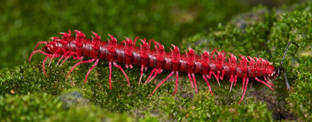 Bro#42 - Centipede, Arthropods, beauty of nature, Mat