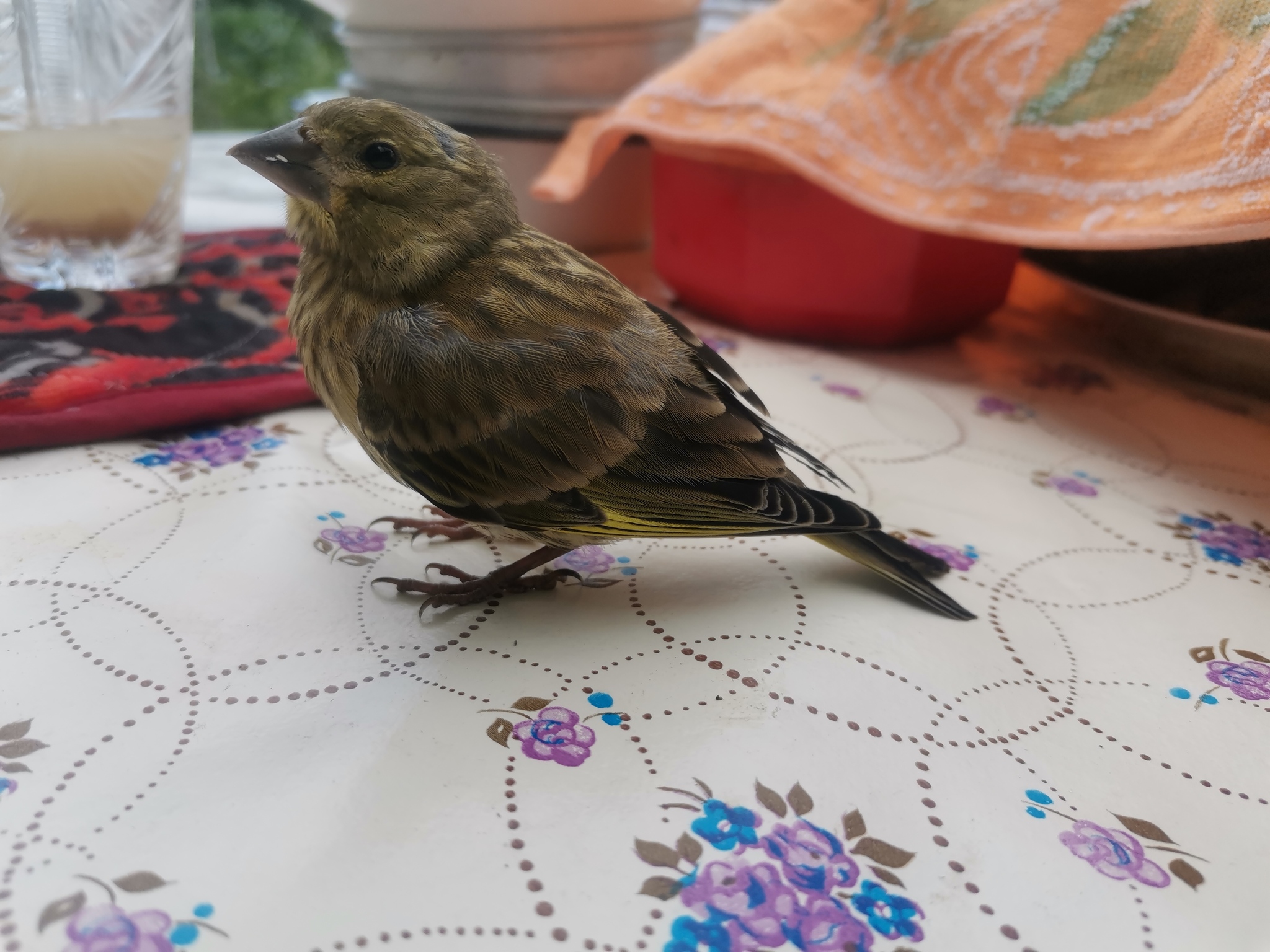 Greenfinch - My, Voronezh, Ornithology, Ornithology League, Bird watchers, Birds, Longpost