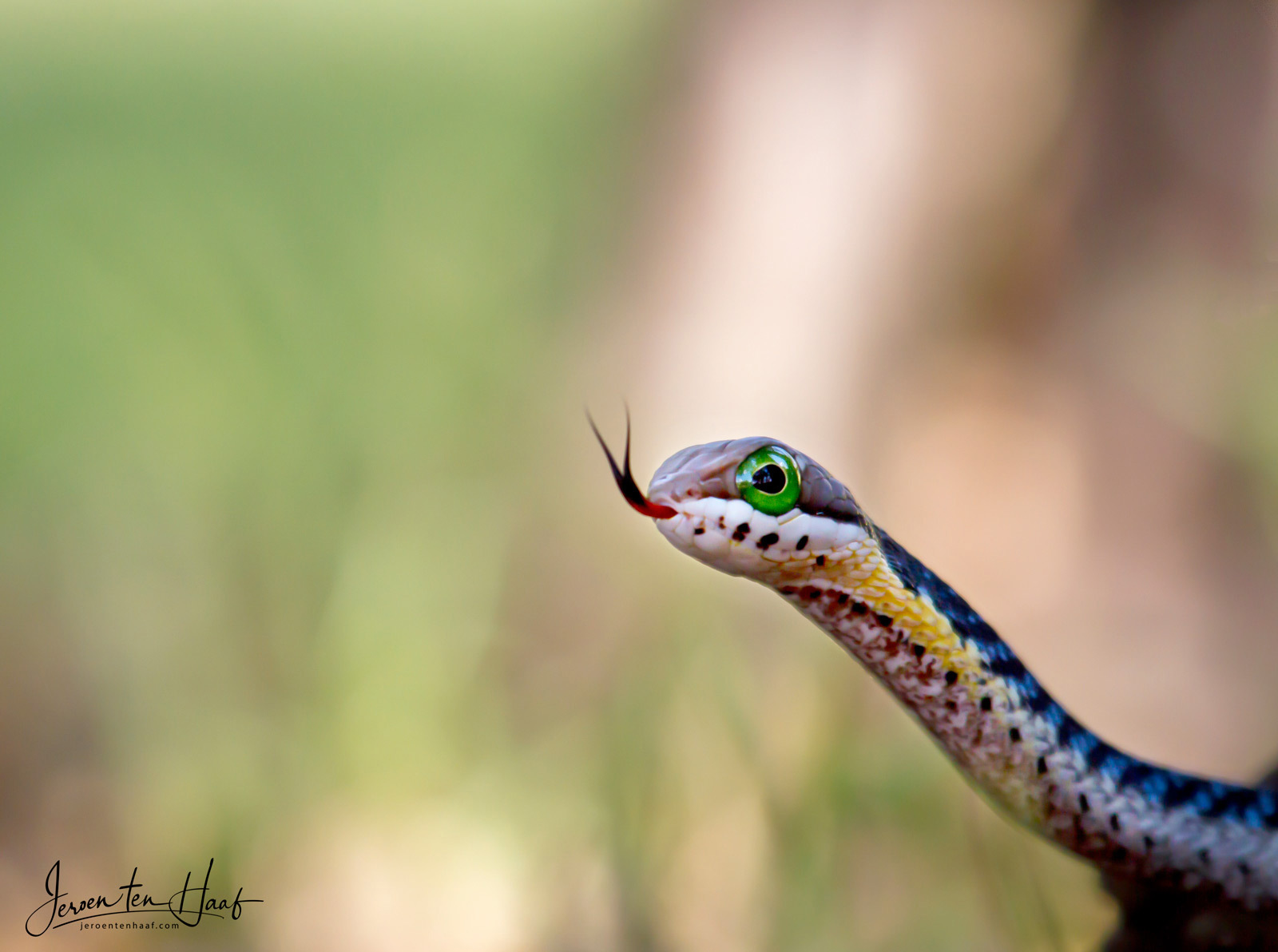 frightening beauty - Snake, Reptiles, Animals, Wild animals, wildlife, Nature, Africa, The photo, Mamba, Cobras, Python, Poisonous animals, Black Mamba, Longpost, Boomslang