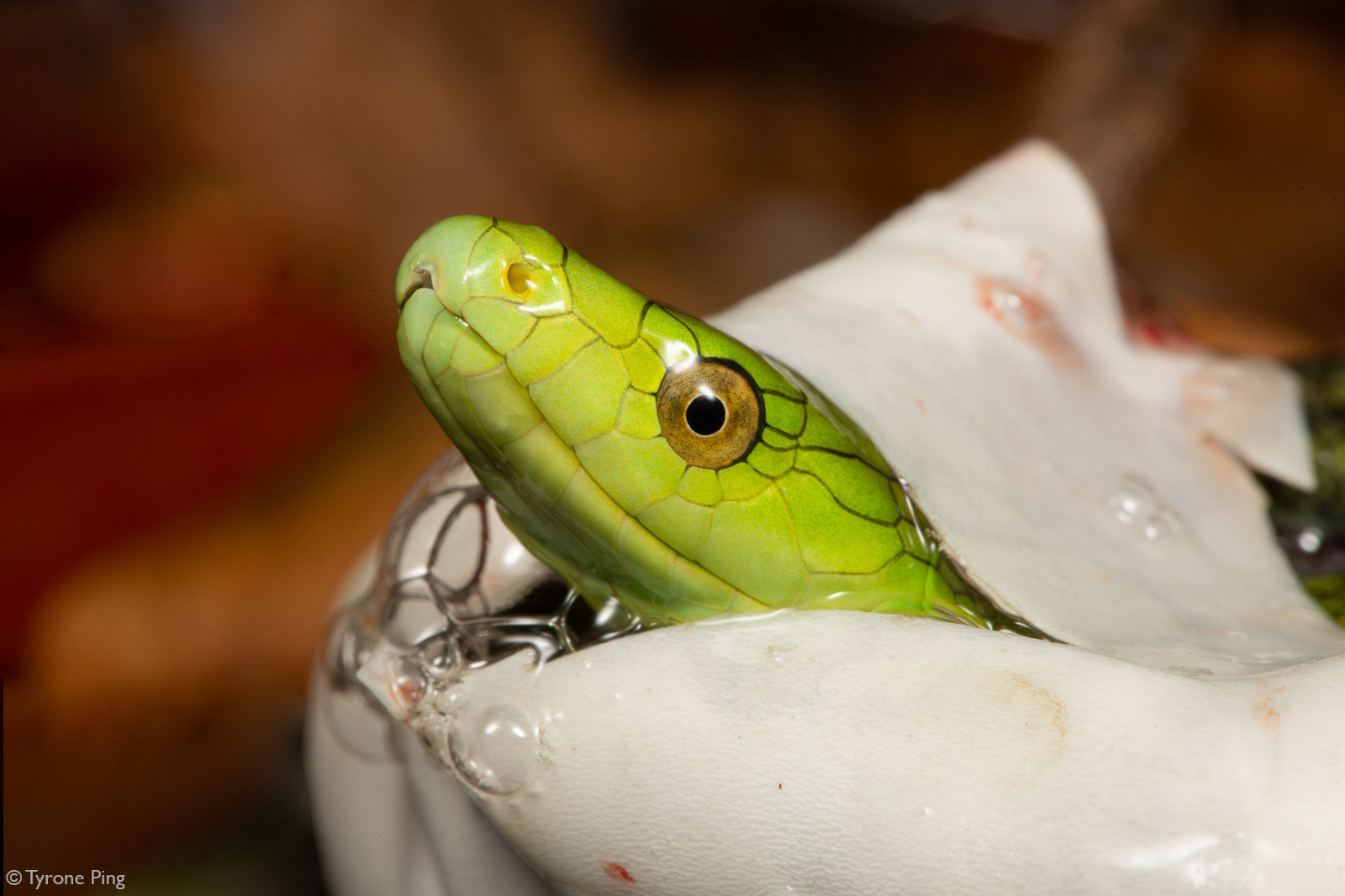 frightening beauty - Snake, Reptiles, Animals, Wild animals, wildlife, Nature, Africa, The photo, Mamba, Cobras, Python, Poisonous animals, Black Mamba, Longpost, Boomslang