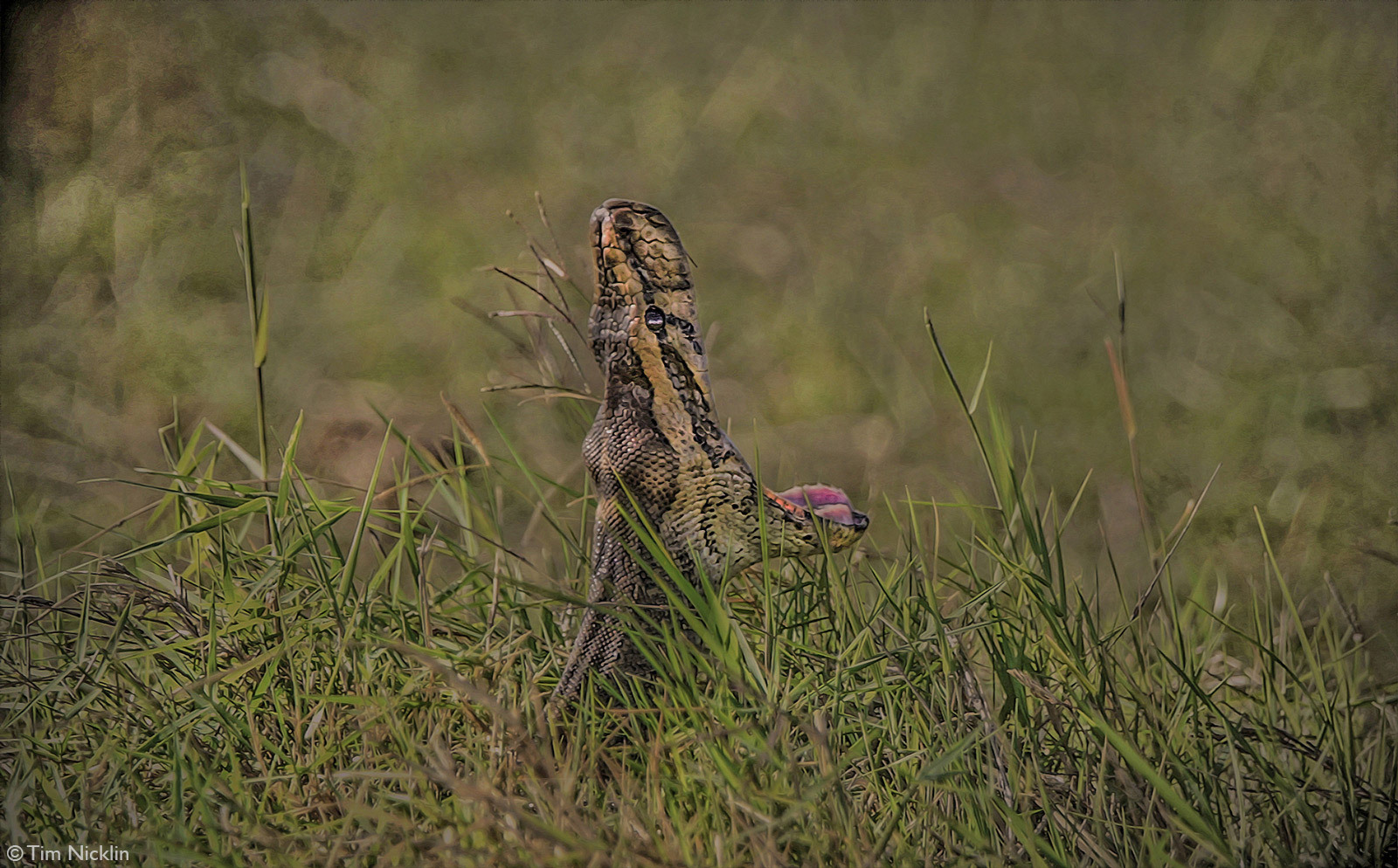 frightening beauty - Snake, Reptiles, Animals, Wild animals, wildlife, Nature, Africa, The photo, Mamba, Cobras, Python, Poisonous animals, Black Mamba, Longpost, Boomslang